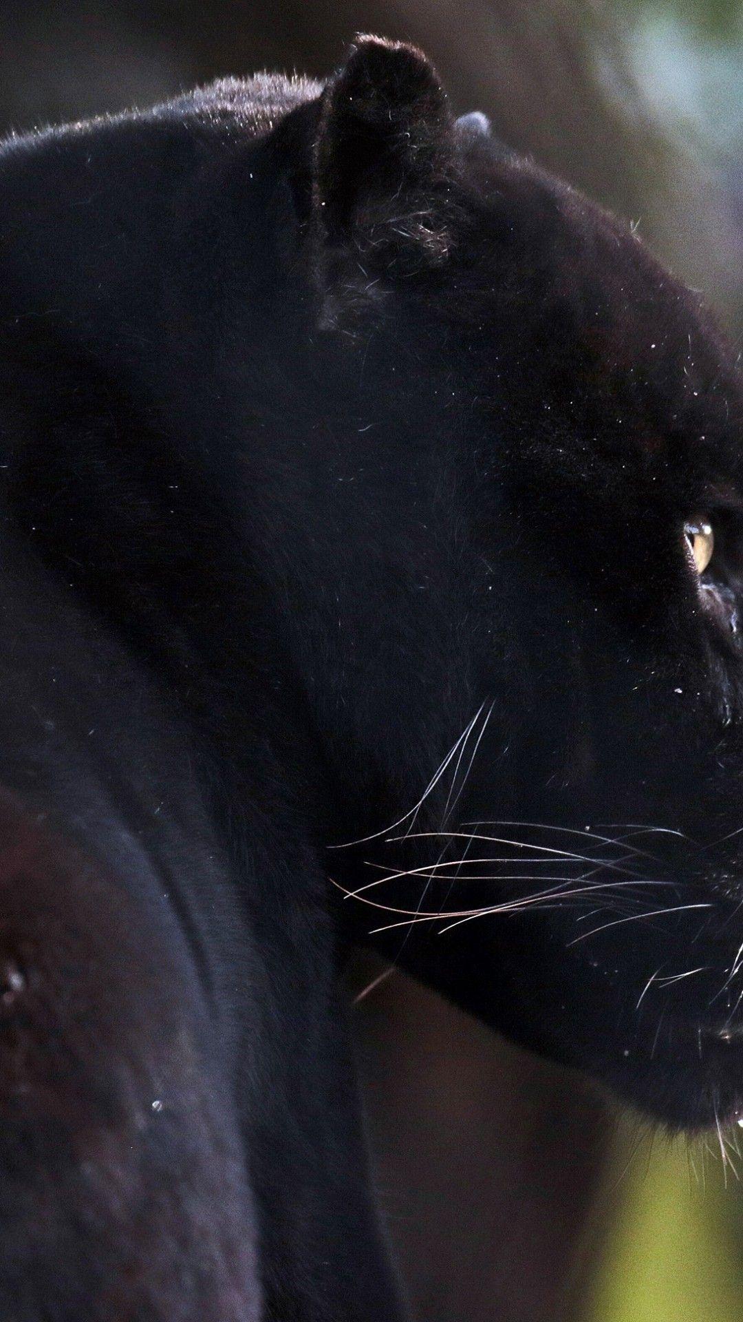 Black Panther Animal Wallpapers Wallpaper Cave