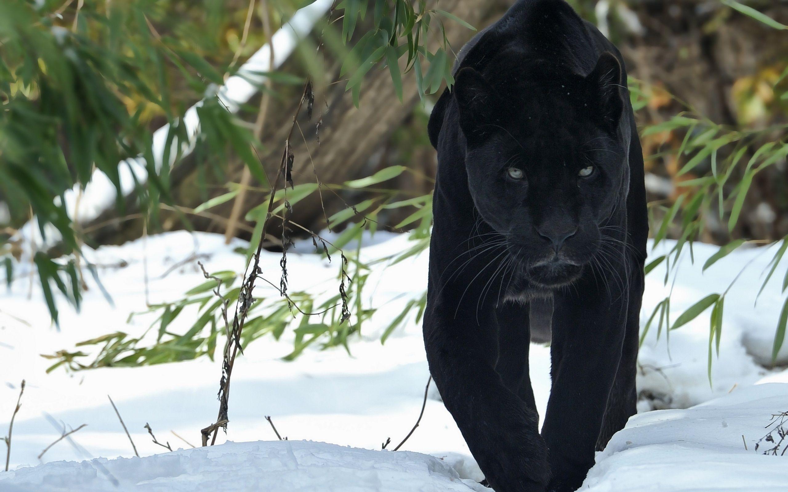 Black Panther Animal Wallpapers Wallpaper Cave
