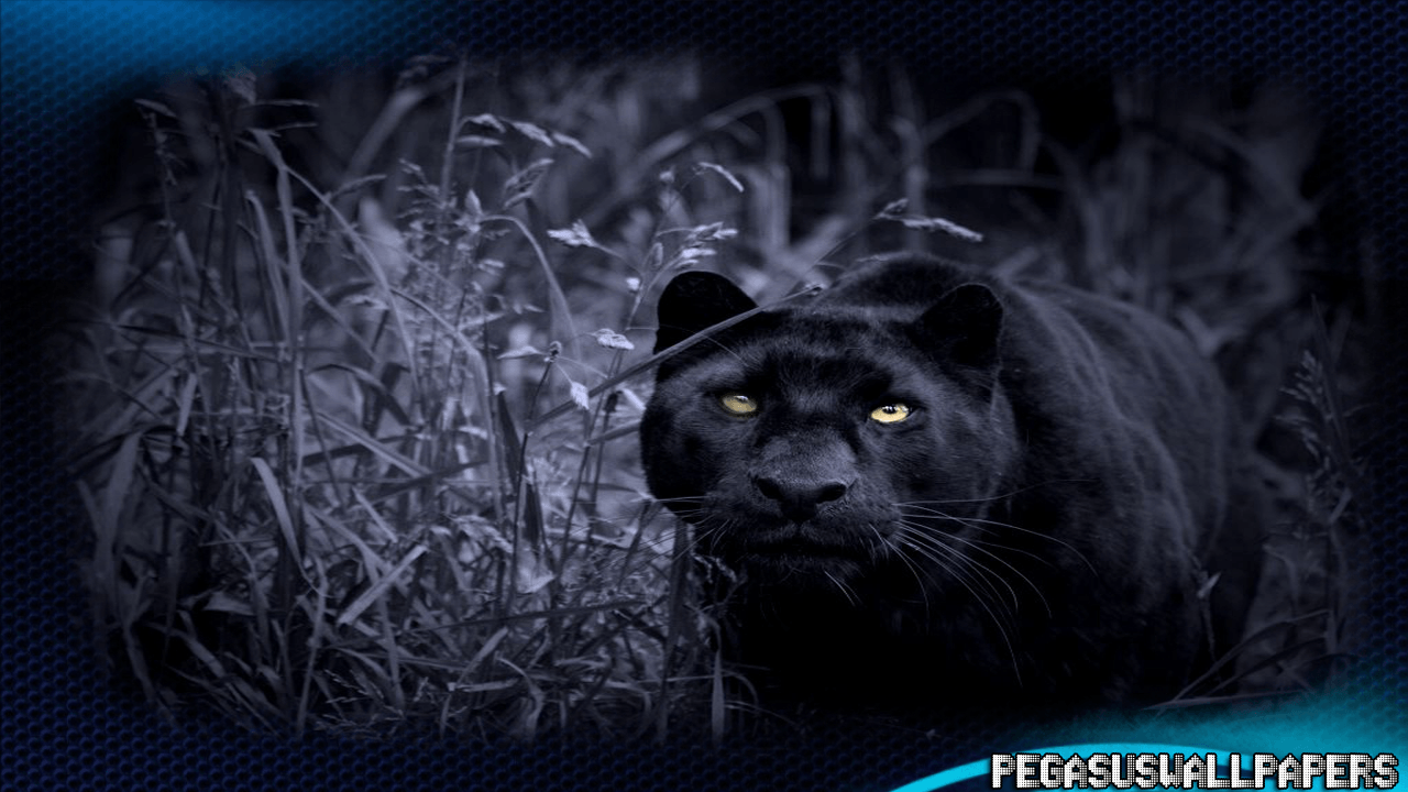 Black Panther Animal Wallpapers Wallpaper Cave