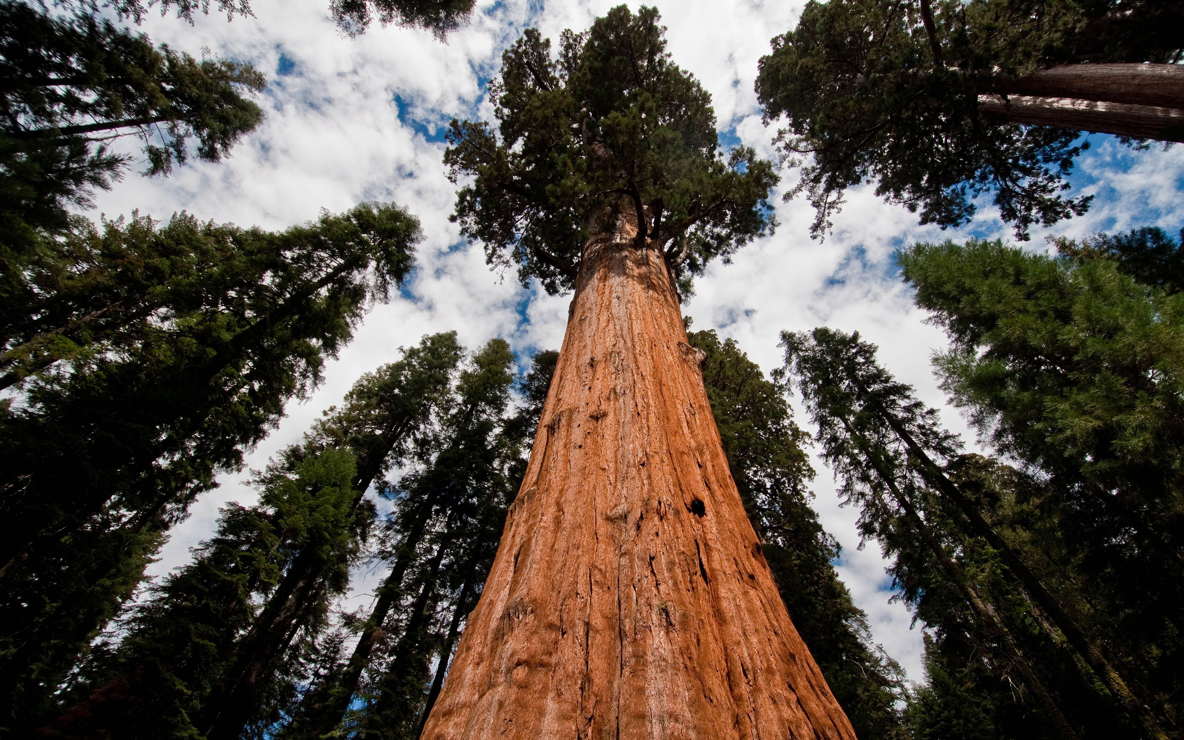 Sequoia National Park Wallpapers Wallpaper Cave