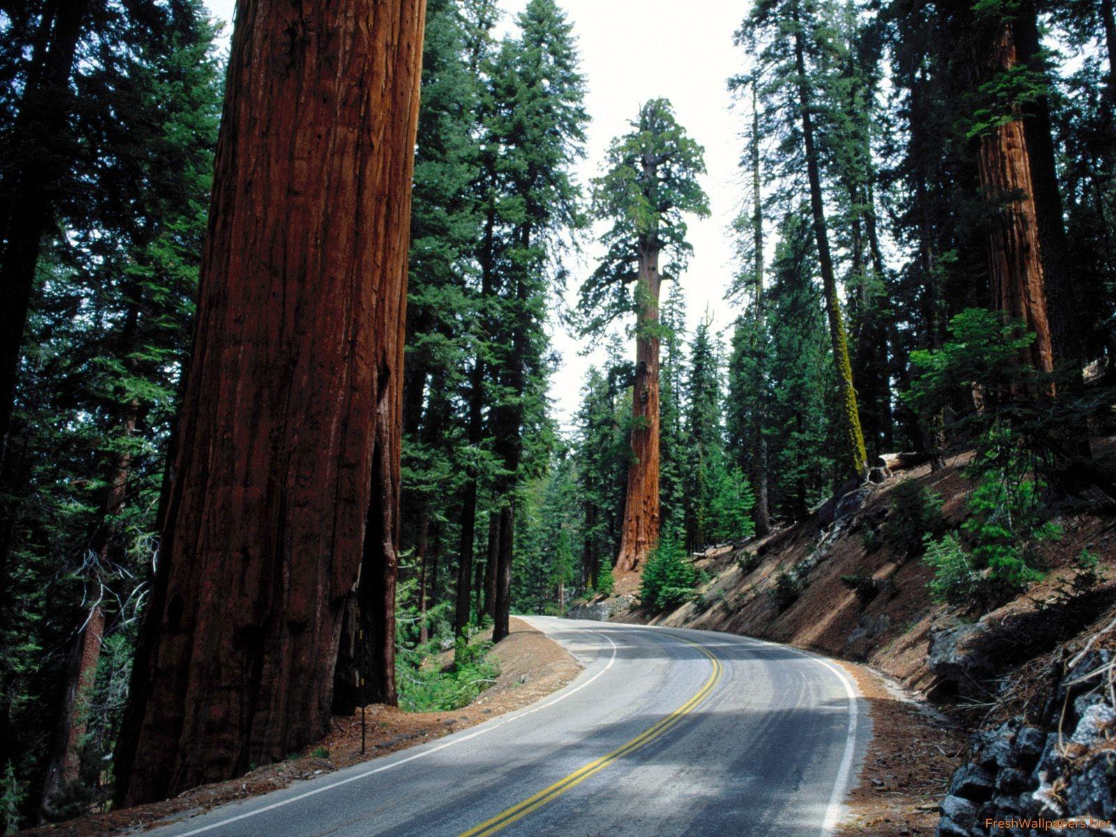 Sequoia National Park Wallpapers Wallpaper Cave
