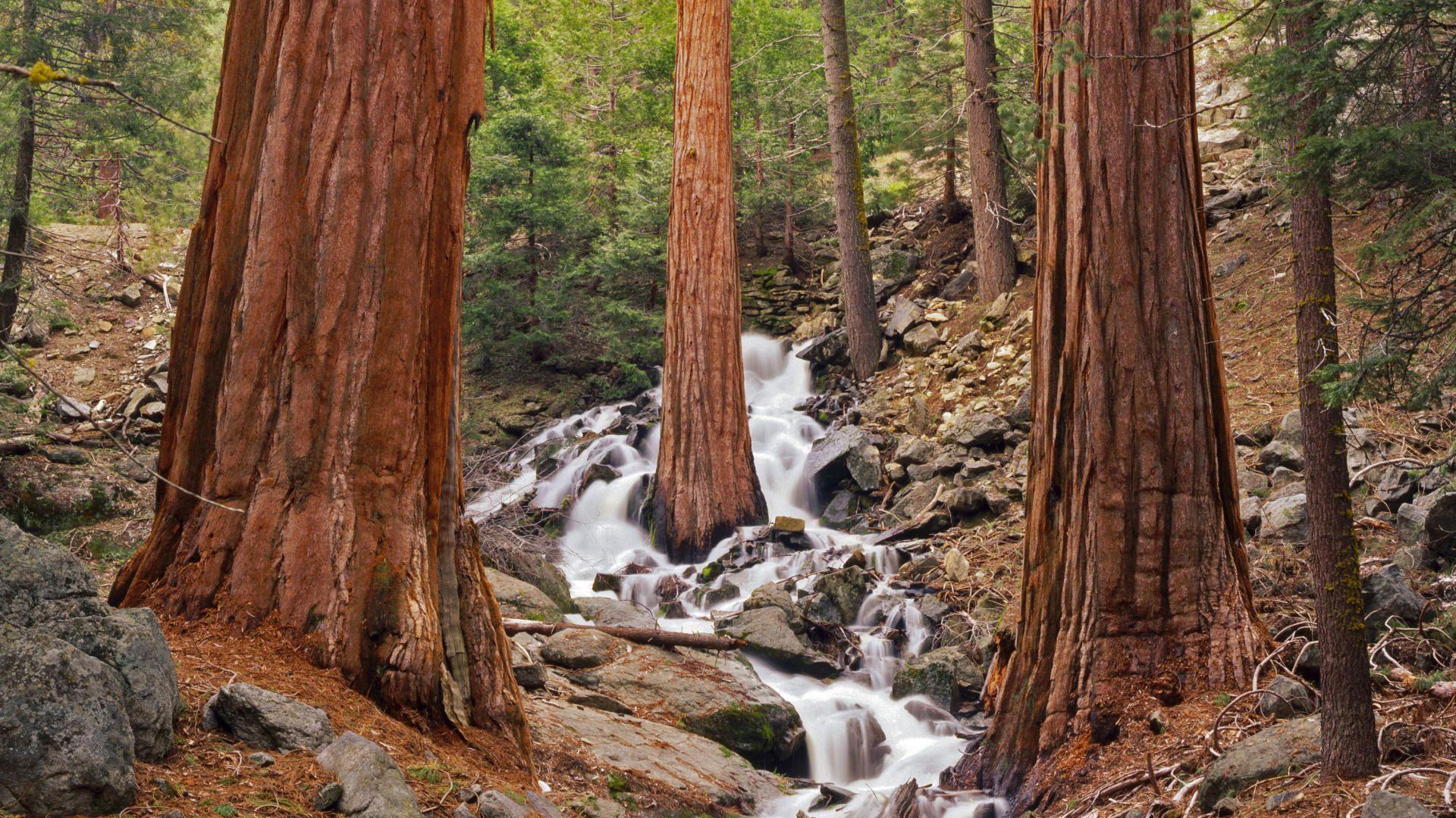 Sequoia National Park Wallpapers Wallpaper Cave