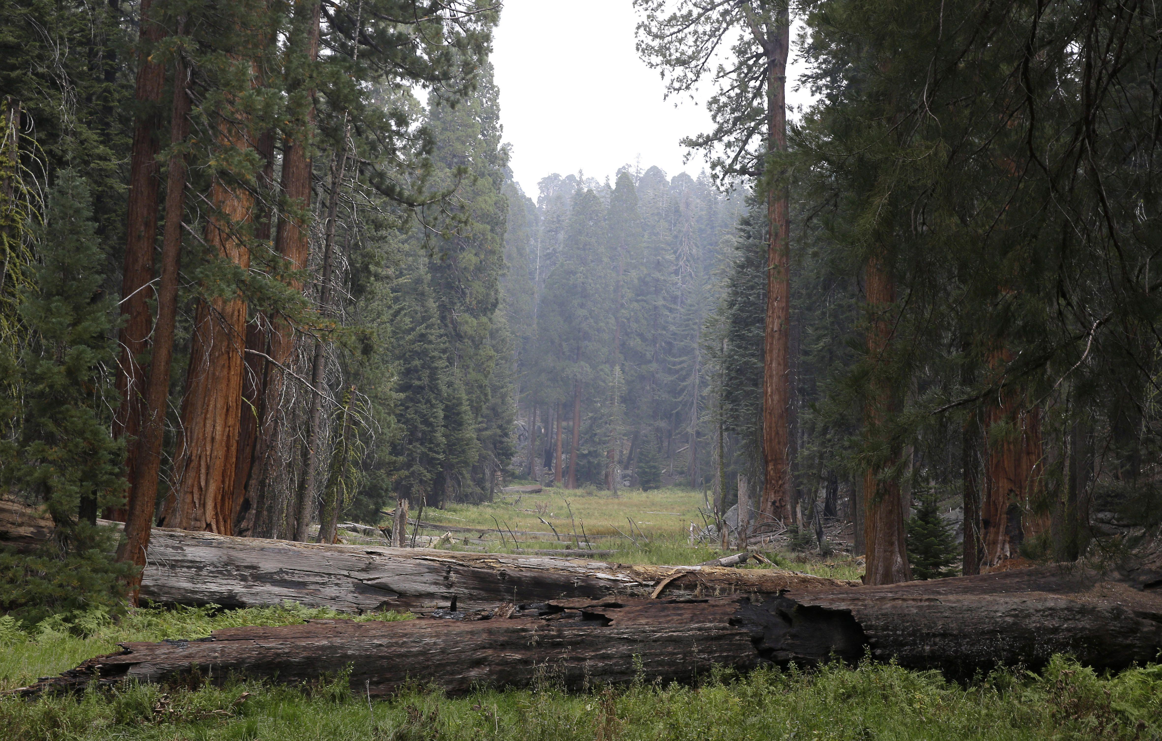 Sequoia National Park Wallpapers Wallpaper Cave