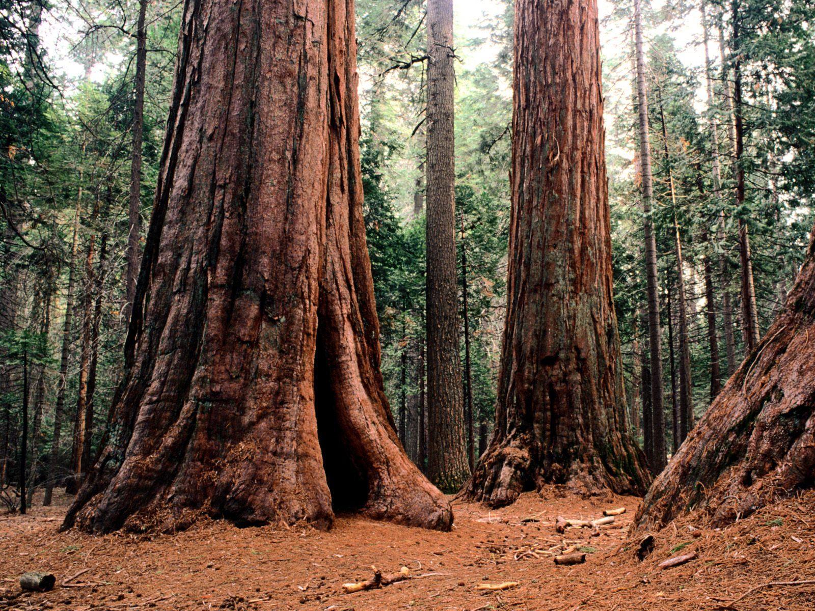 Sequoia National Park Wallpapers Wallpaper Cave