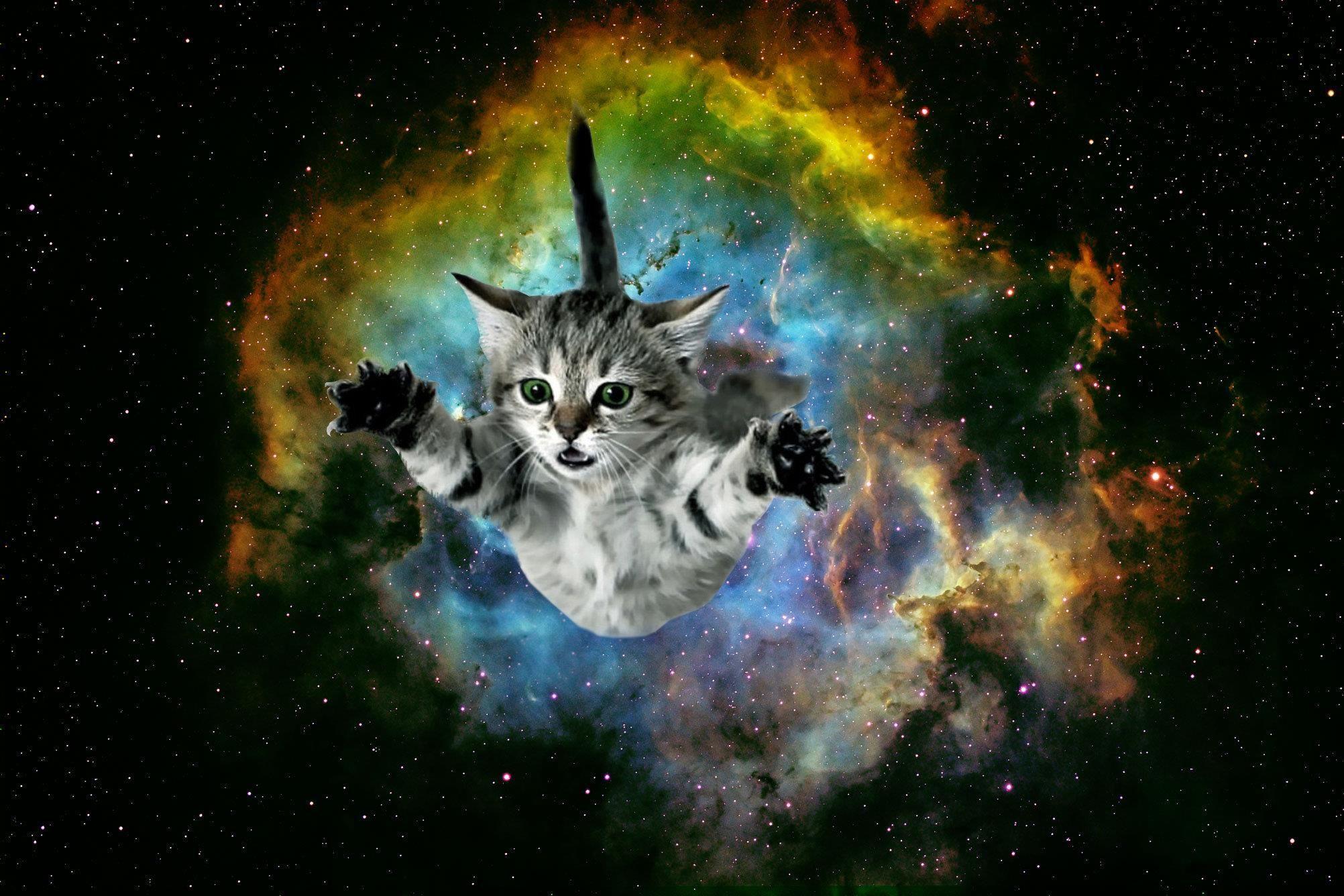 Galaxy Cat Wallpapers Wallpaper Cave