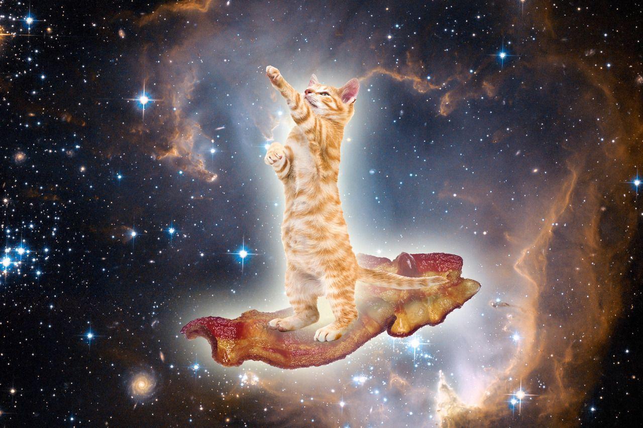 Galaxy Cat Wallpapers Wallpaper Cave