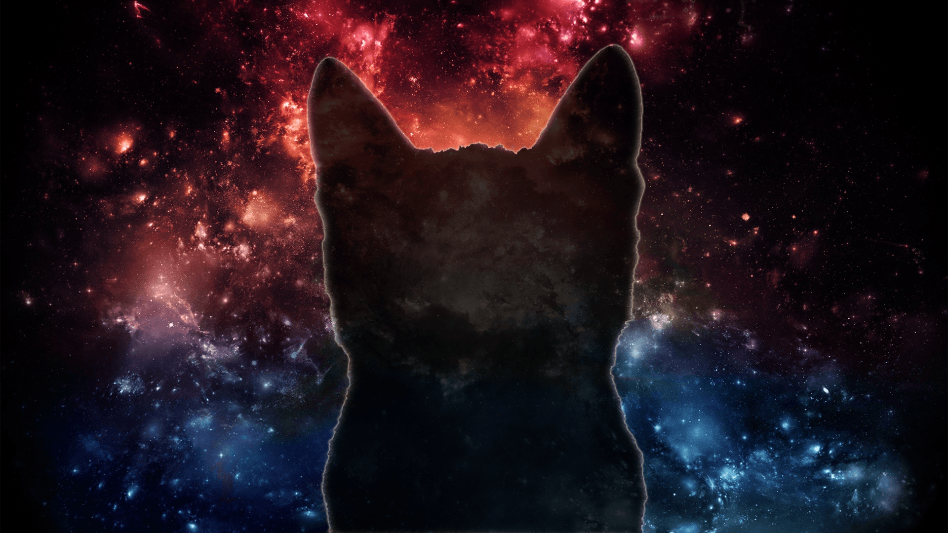 Galaxy Cat Wallpapers Wallpaper Cave