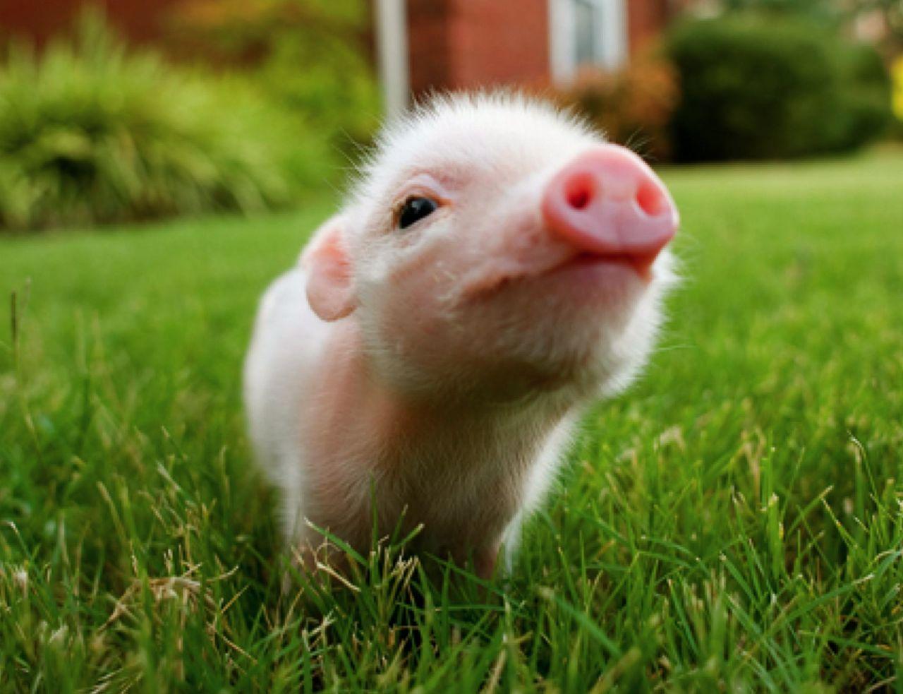 Baby Pig Wallpapers Wallpaper Cave