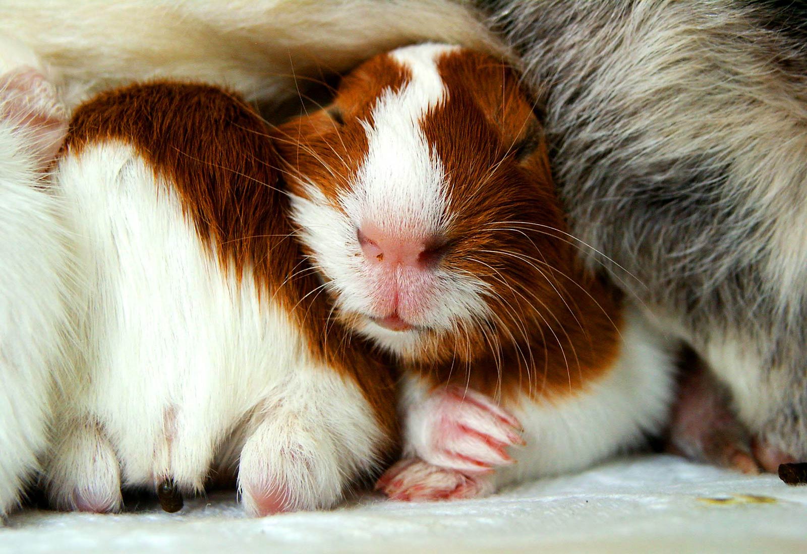 Domestic Guinea Pig Wallpapers Wallpaper Cave
