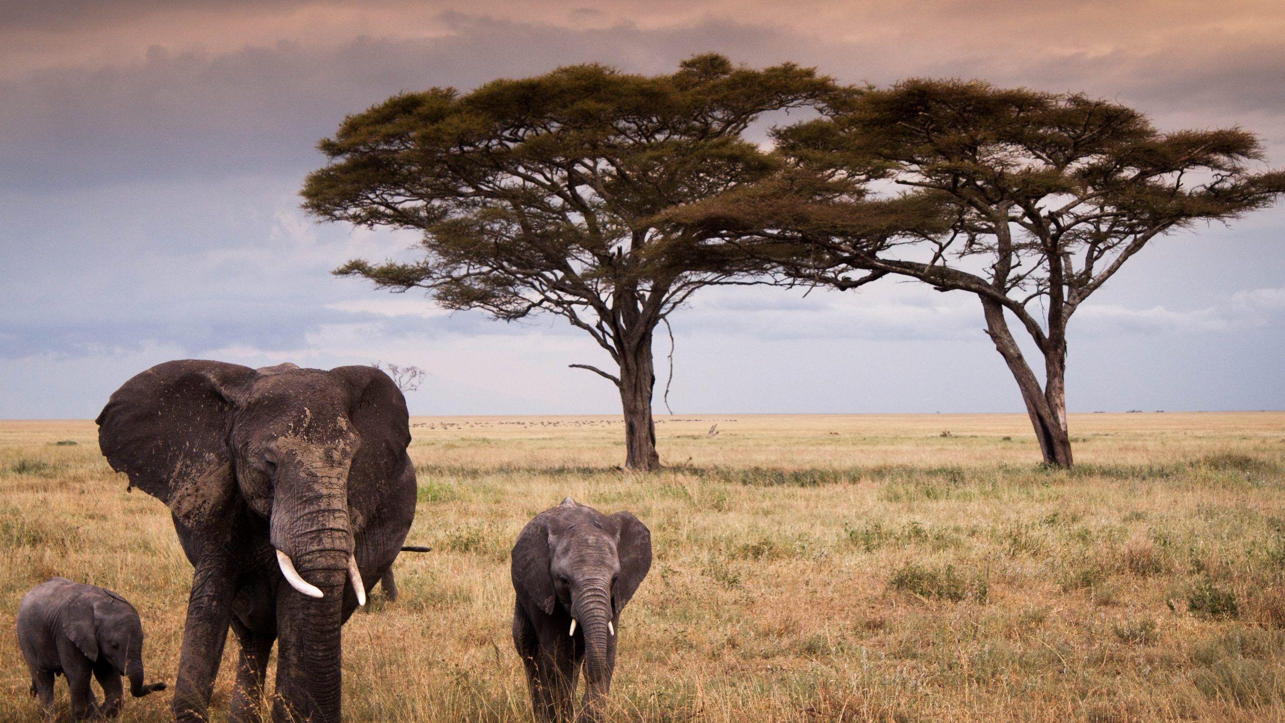 Serengeti National Park Wallpapers Wallpaper Cave