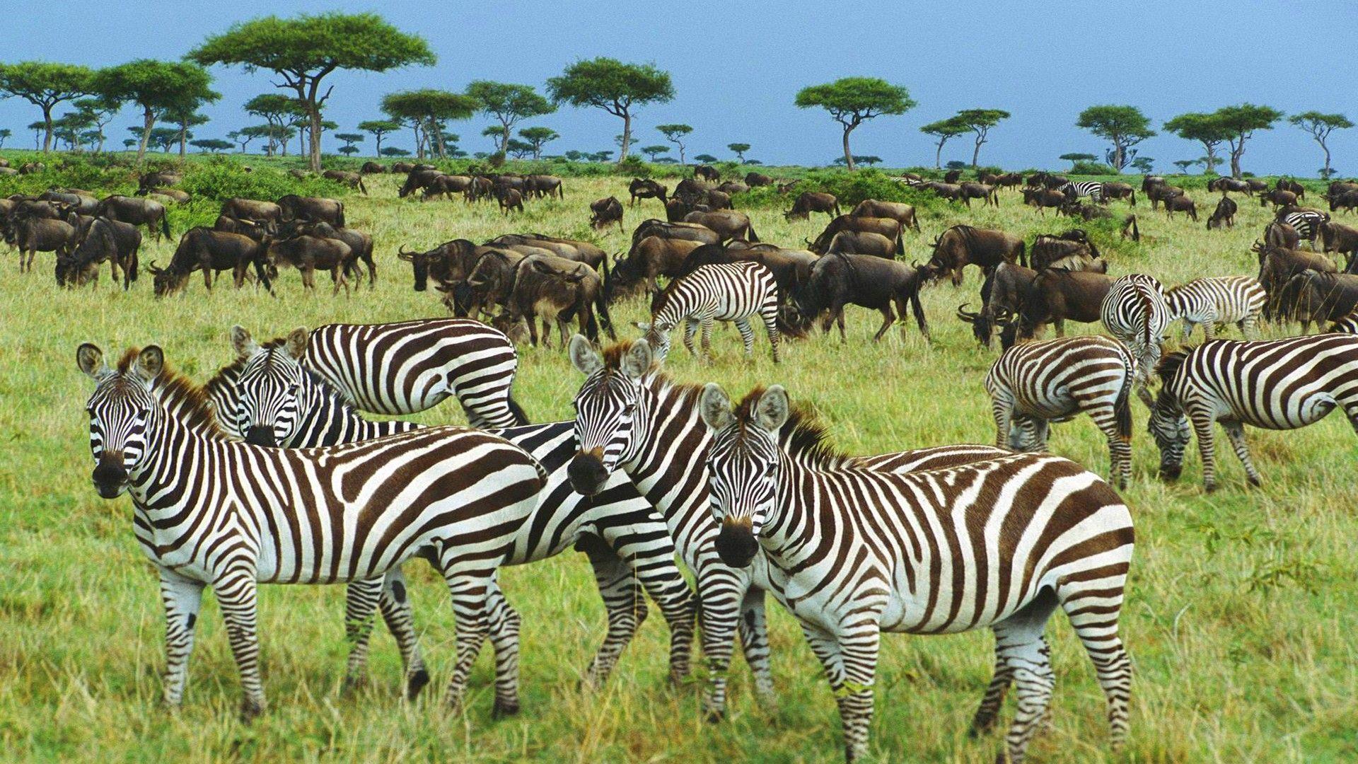 Serengeti National Park Wallpapers Wallpaper Cave