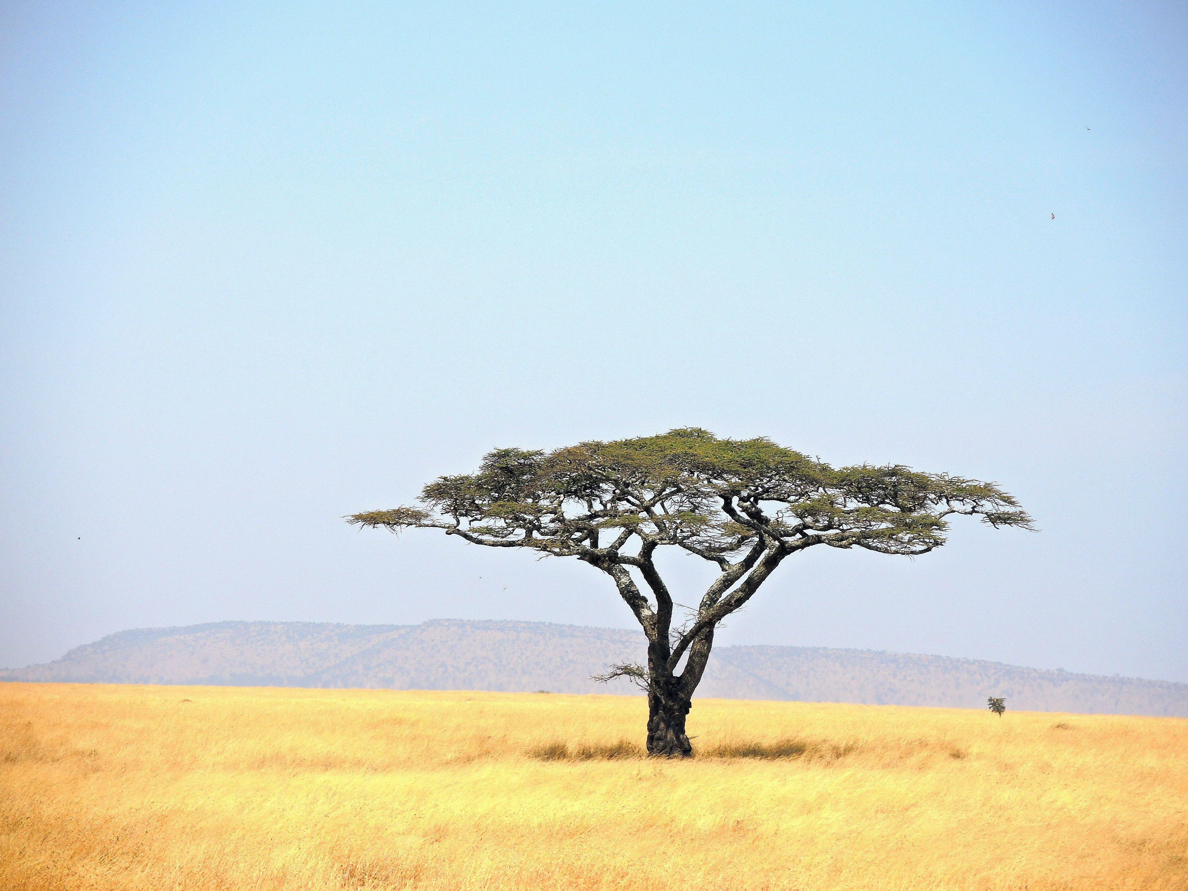 Serengeti National Park Wallpapers Wallpaper Cave