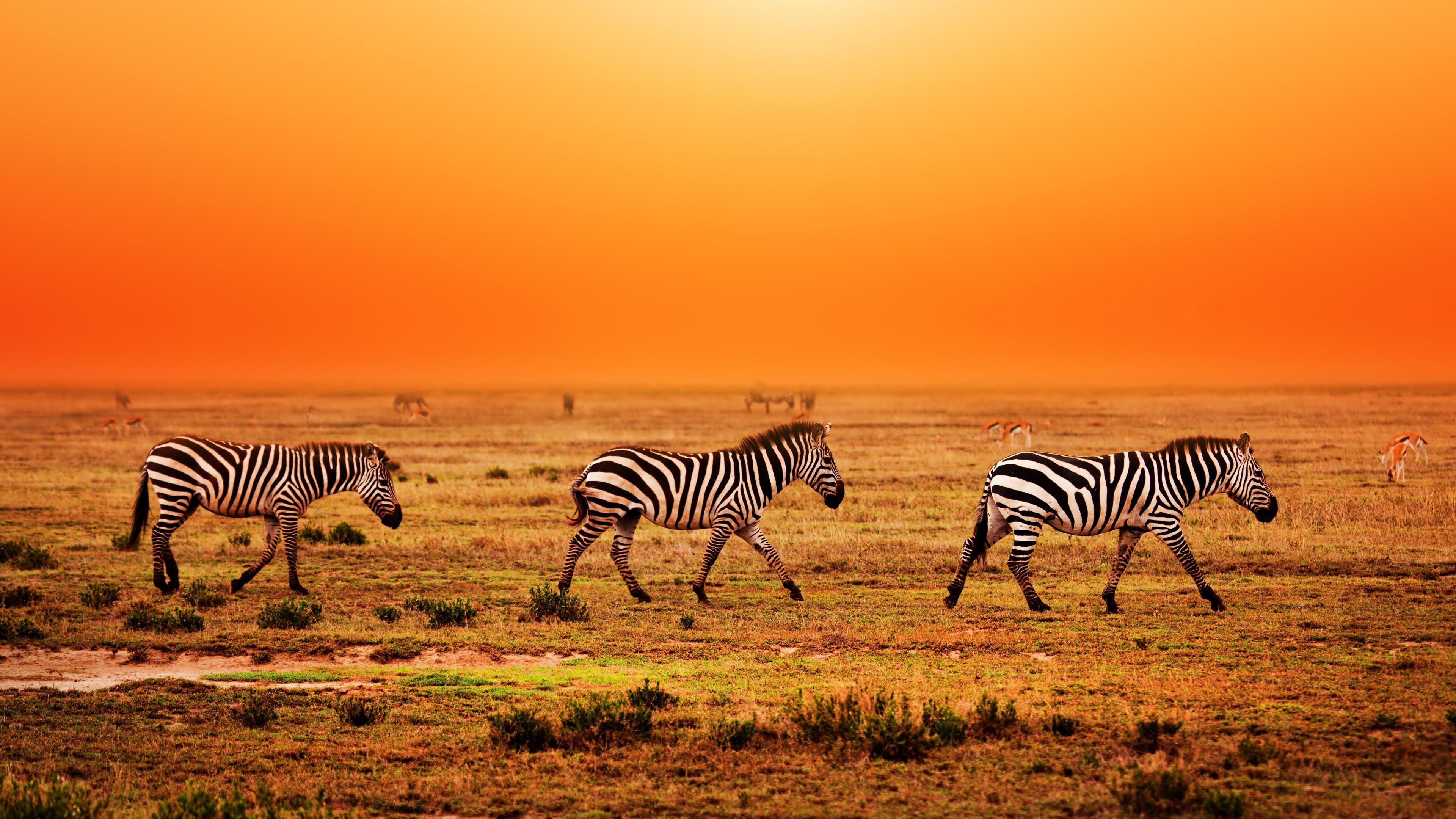 Serengeti National Park Wallpapers Wallpaper Cave