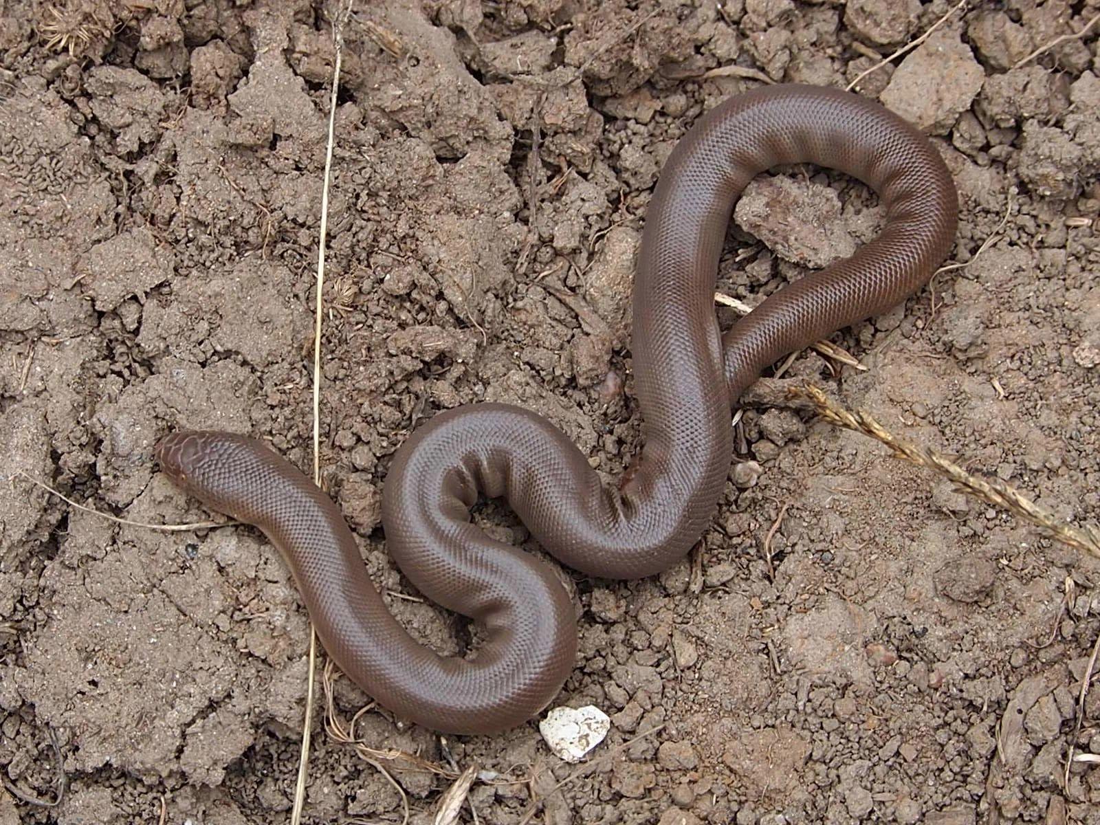 Rubber Boa Wallpapers Wallpaper Cave