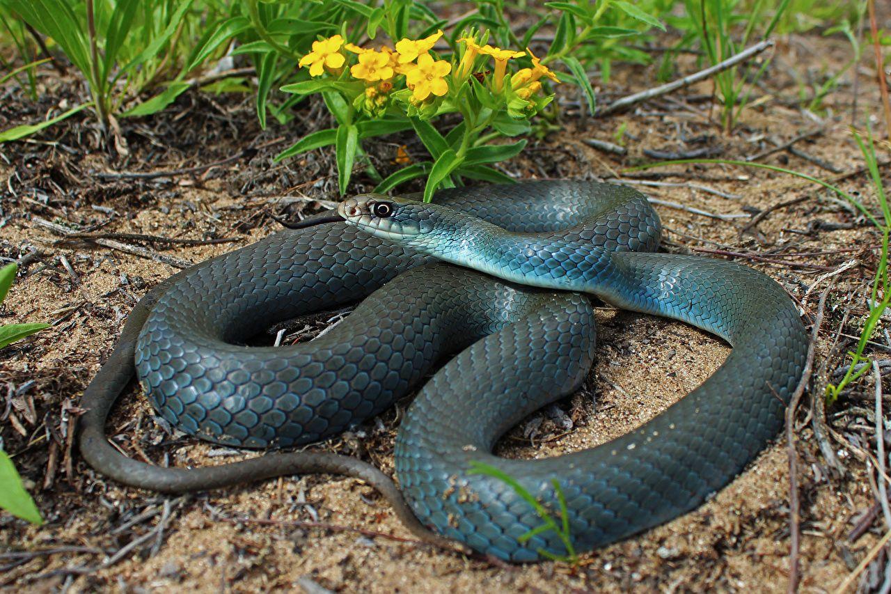 Rubber Boa Wallpapers Wallpaper Cave
