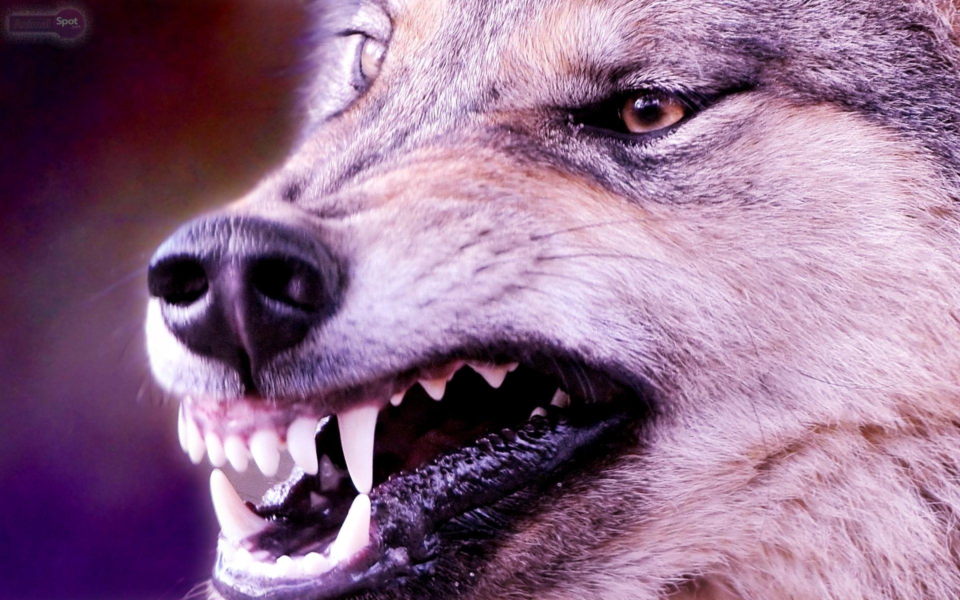 Scary Wolf Wallpapers Wallpaper Cave