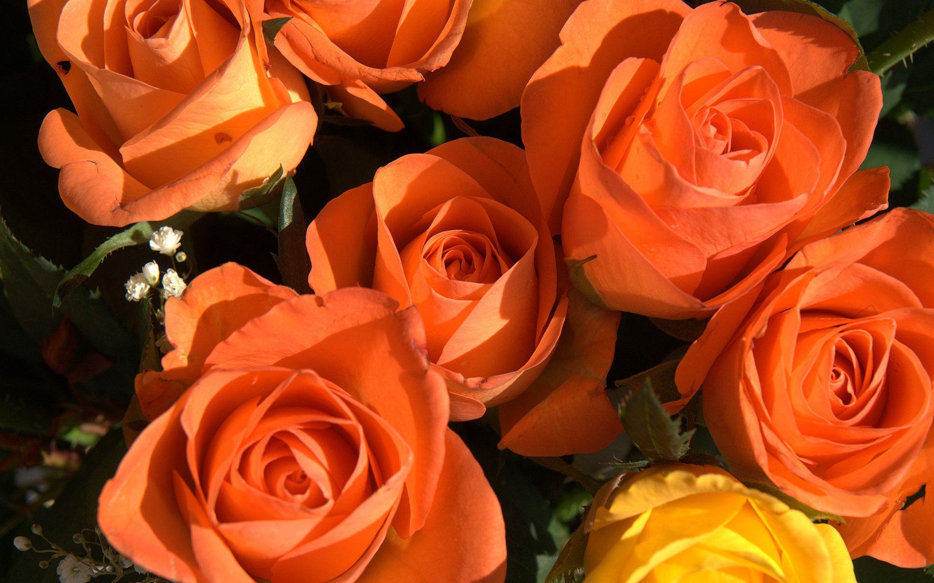 Orange Roses Wallpapers Wallpaper Cave