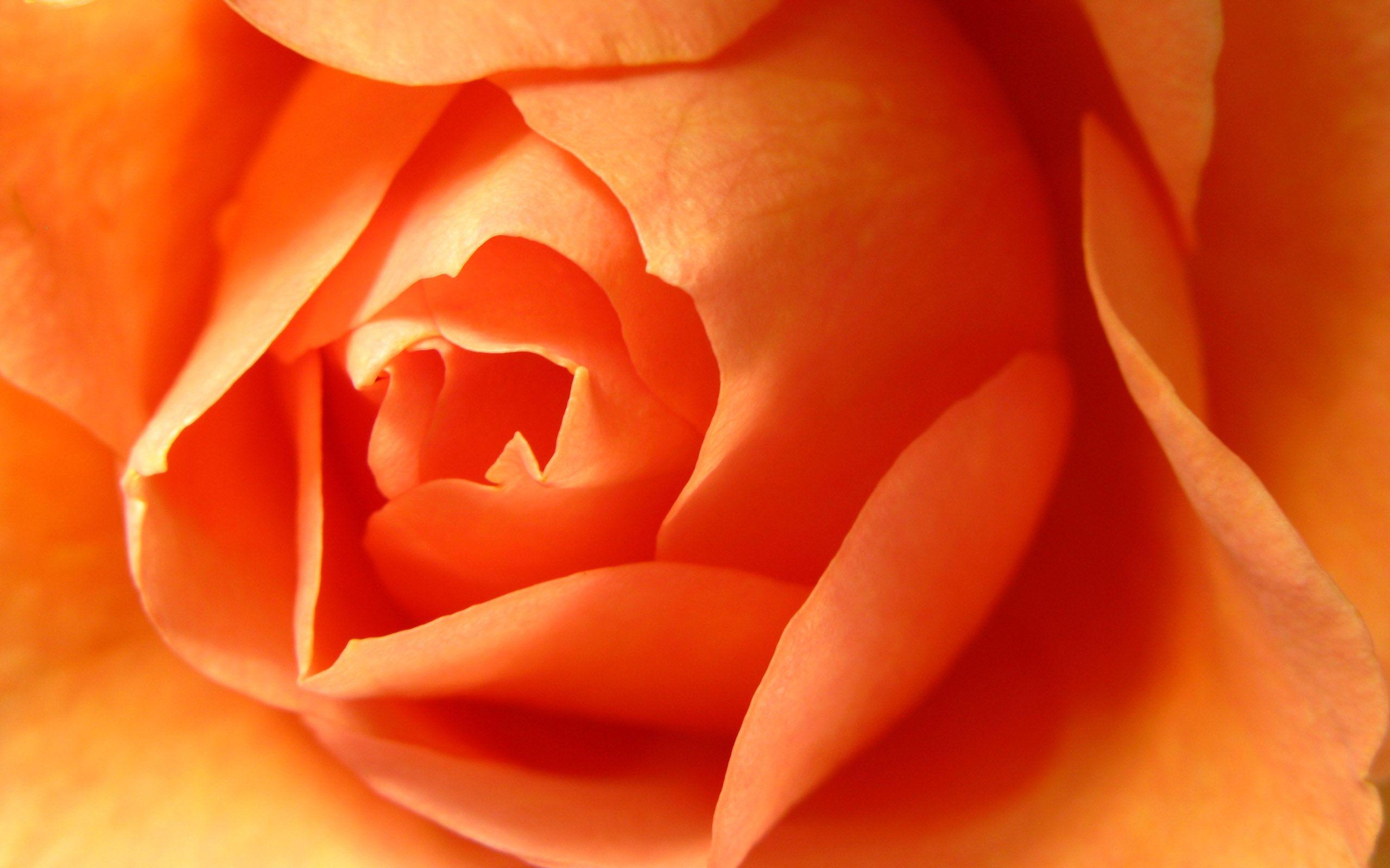 Orange Roses Wallpapers Wallpaper Cave