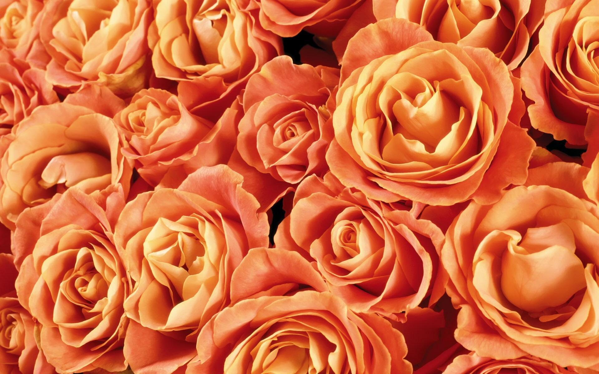 Orange Roses Wallpapers Wallpaper Cave