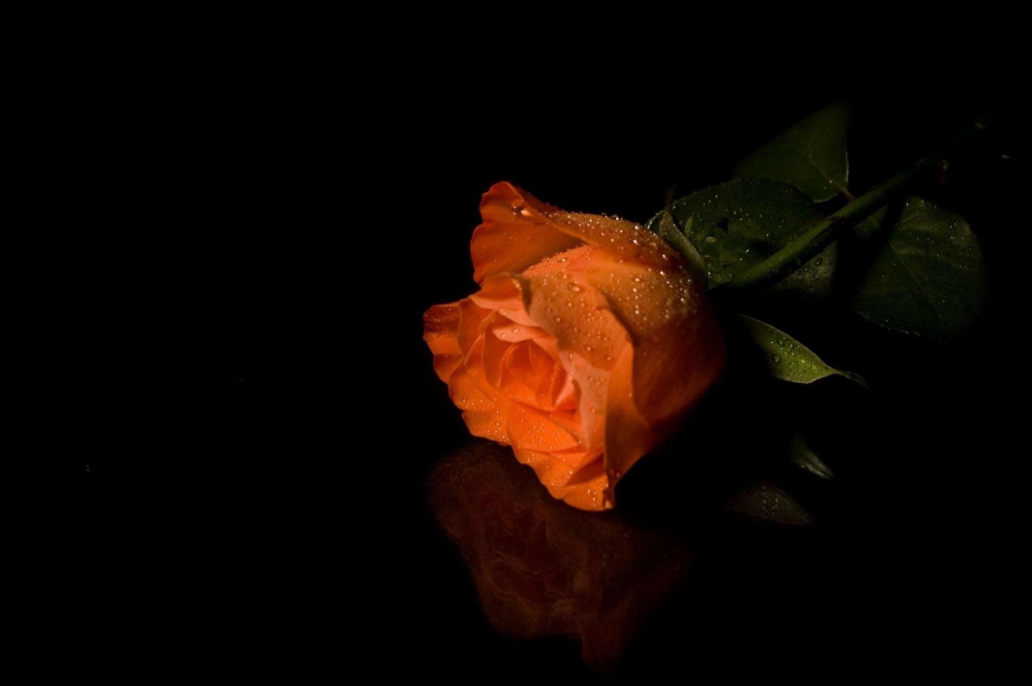 Orange Roses Wallpapers Wallpaper Cave