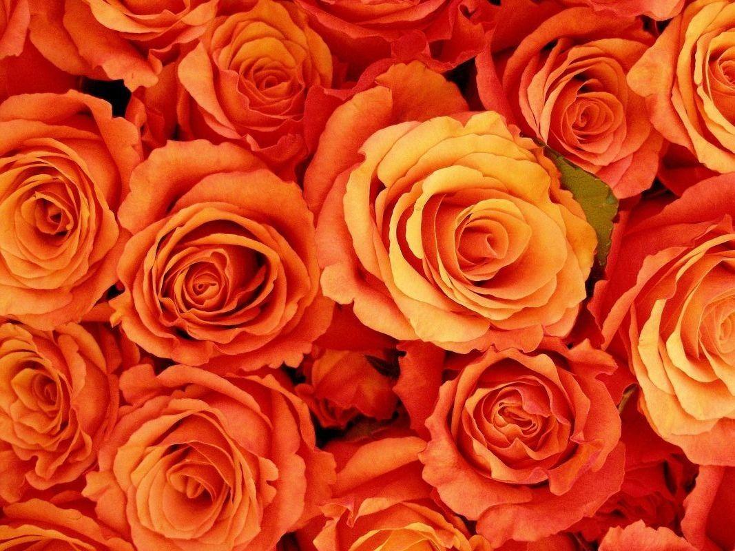 Orange Roses Wallpapers Wallpaper Cave