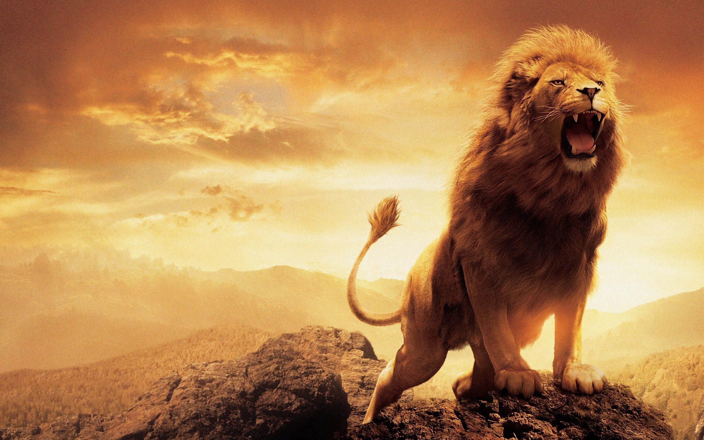 Lion Wallpapers Wallpaper Cave