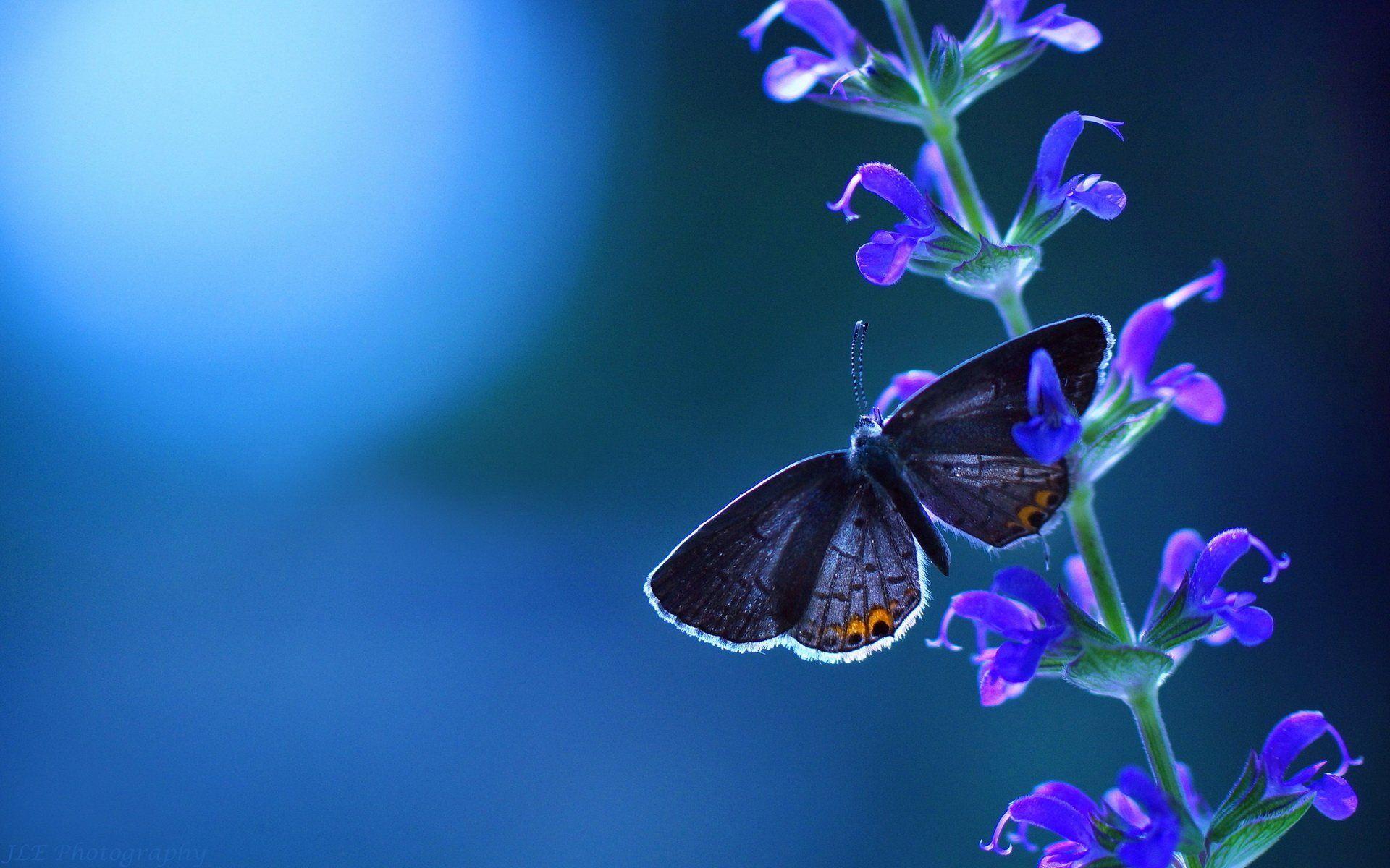 Blue Butterfly HD Wallpapers Wallpaper Cave