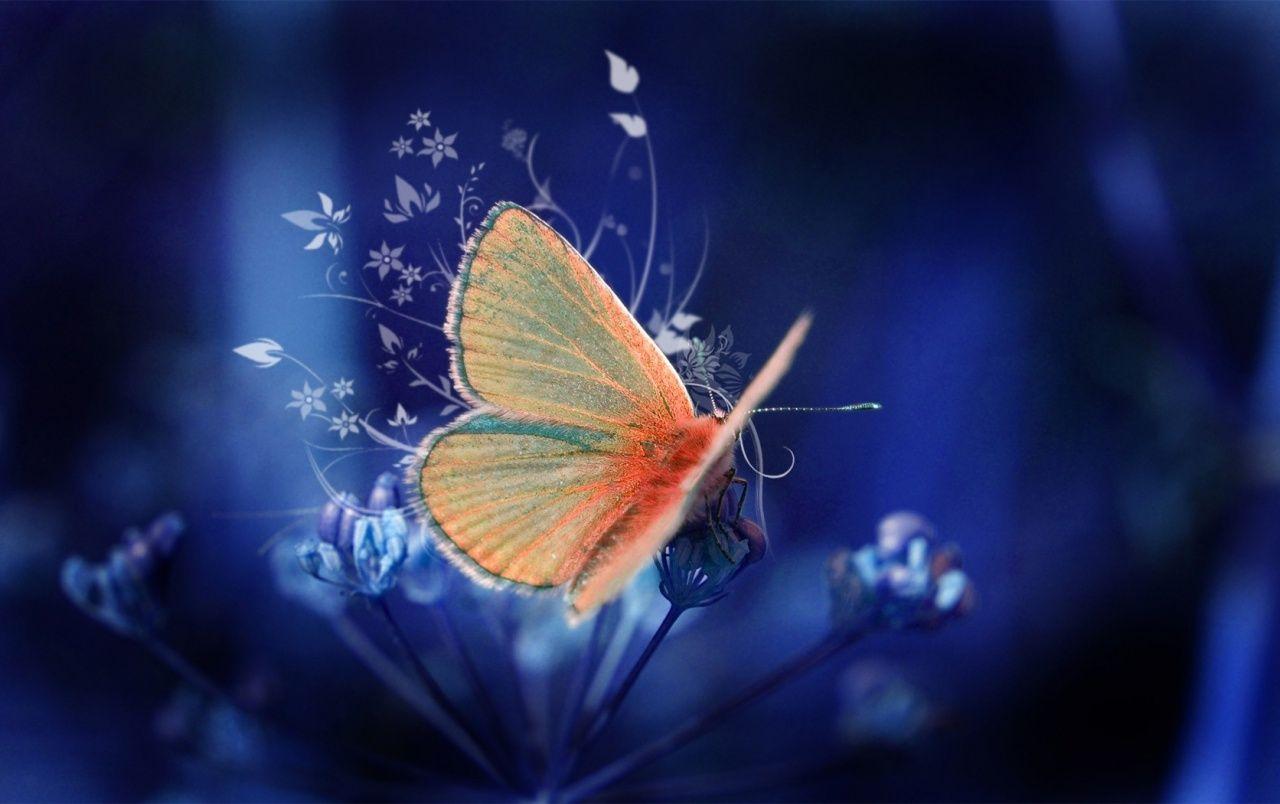 Blue Butterfly HD Wallpapers Wallpaper Cave