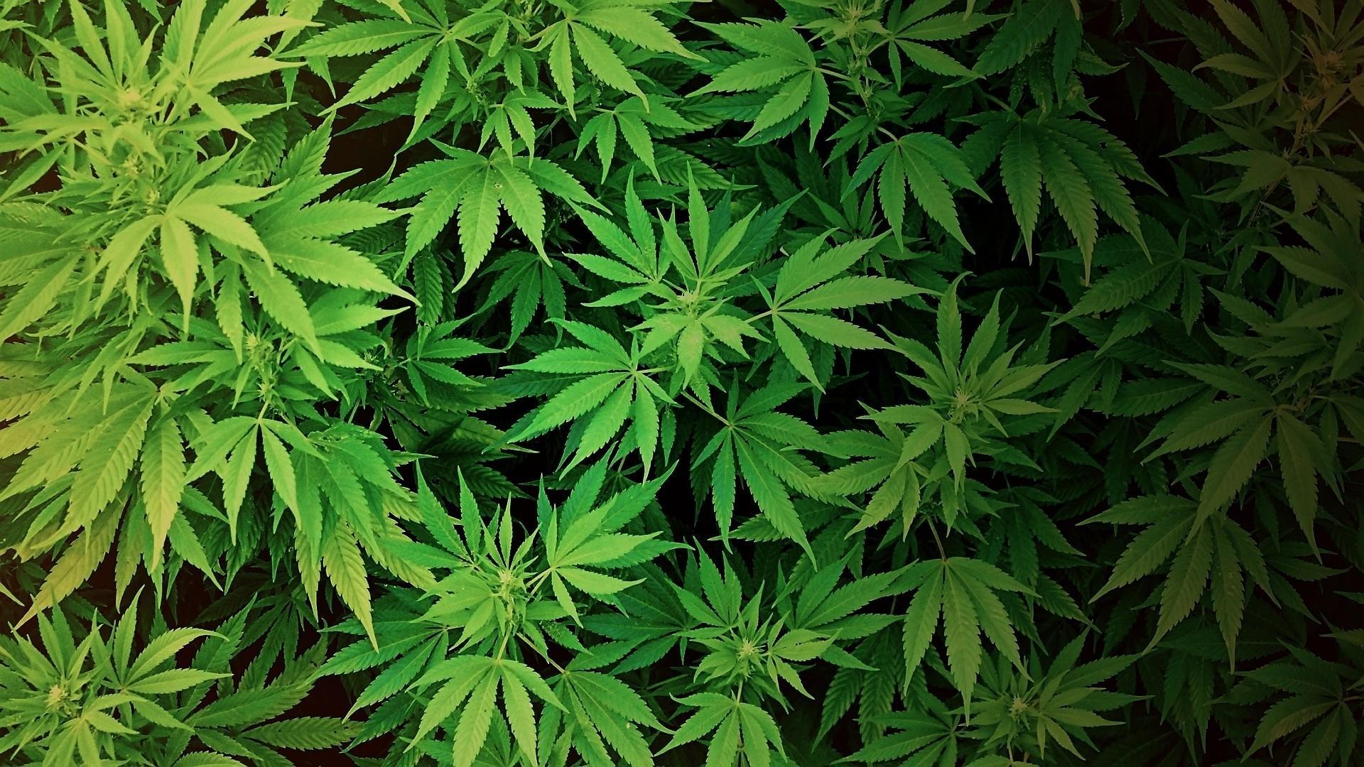 Cannabis Wallpapers 1920x1080 Wallpaper Cave