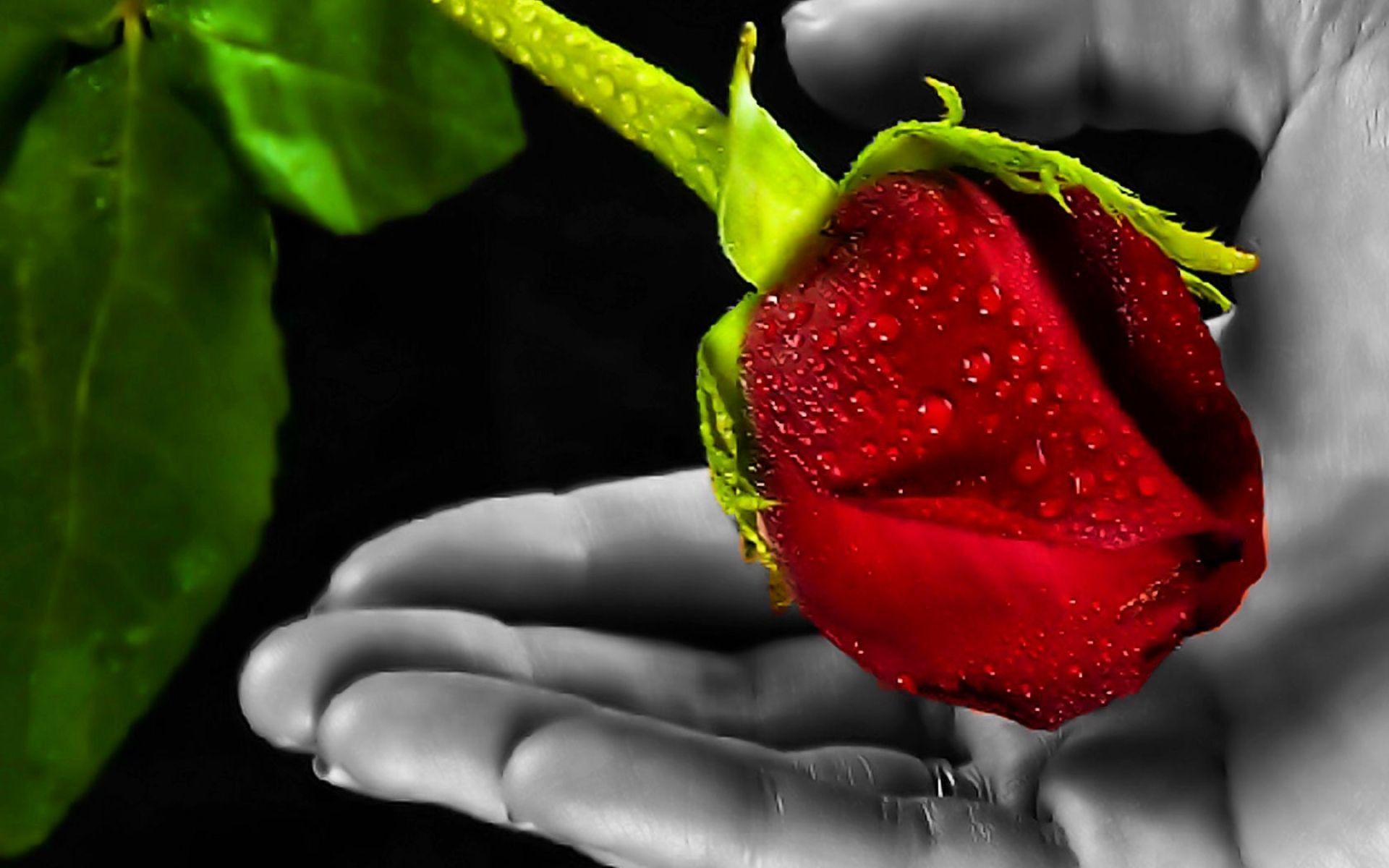 Hand Beautiful Rose Wallpapers Wallpaper Cave