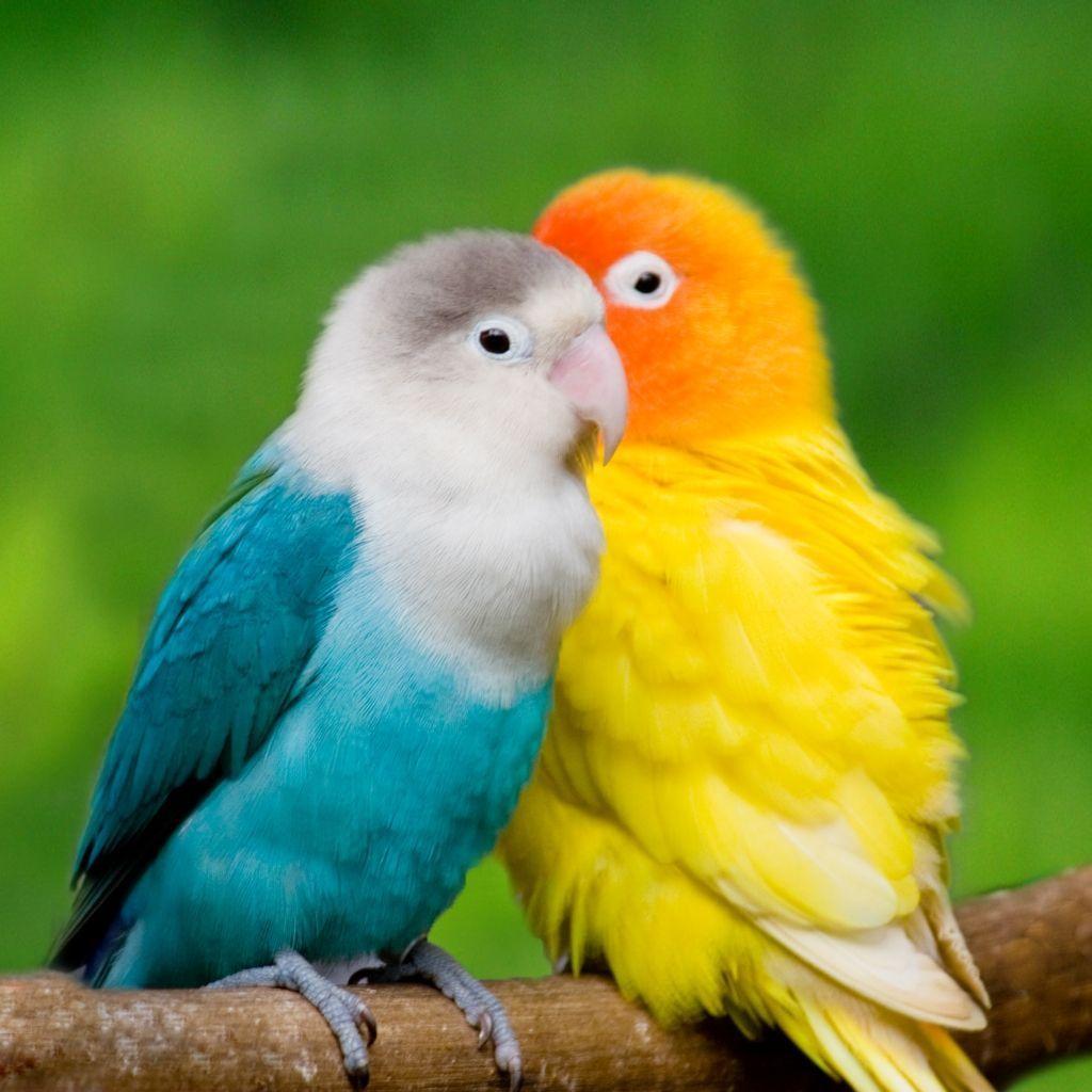 LOVE BIRDS HD WALLPAPERS Wallpaper Cave