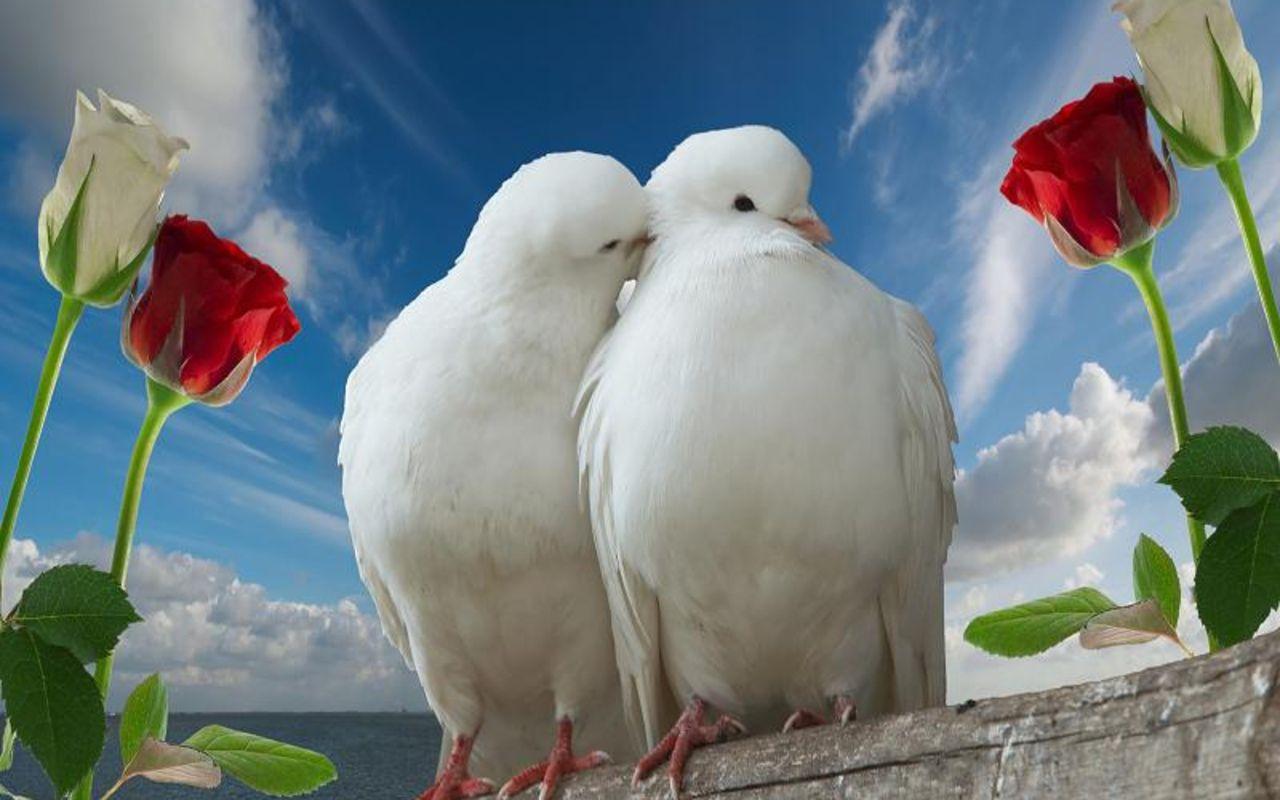 LOVE BIRDS HD WALLPAPERS Wallpaper Cave