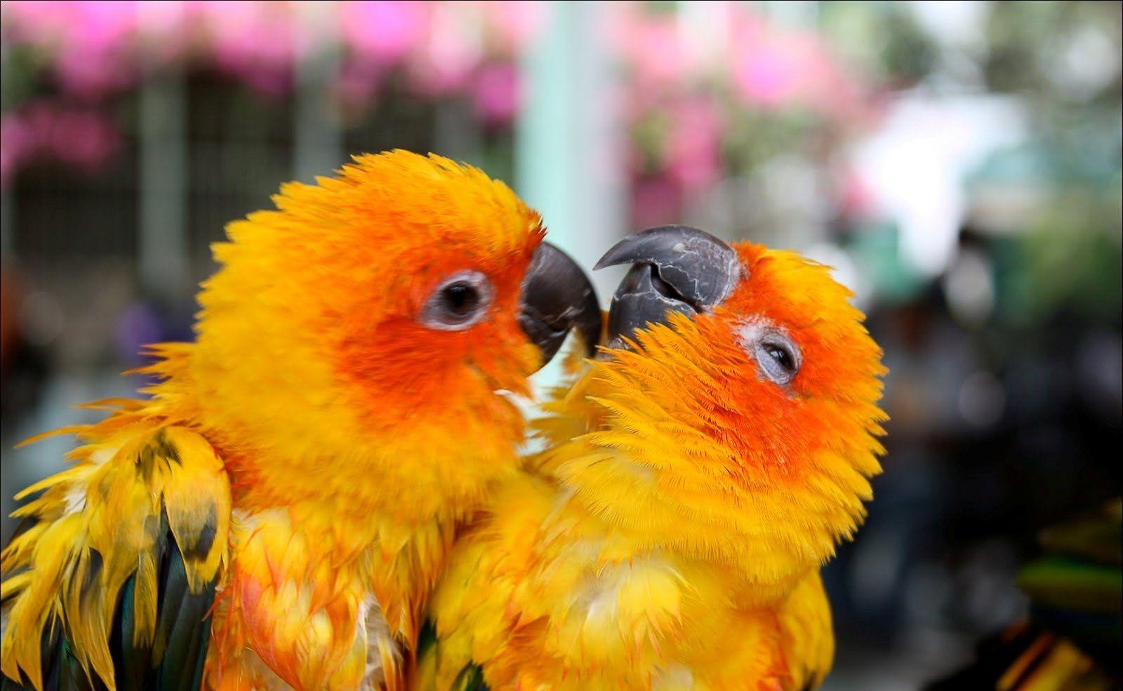 LOVE BIRDS HD WALLPAPERS Wallpaper Cave