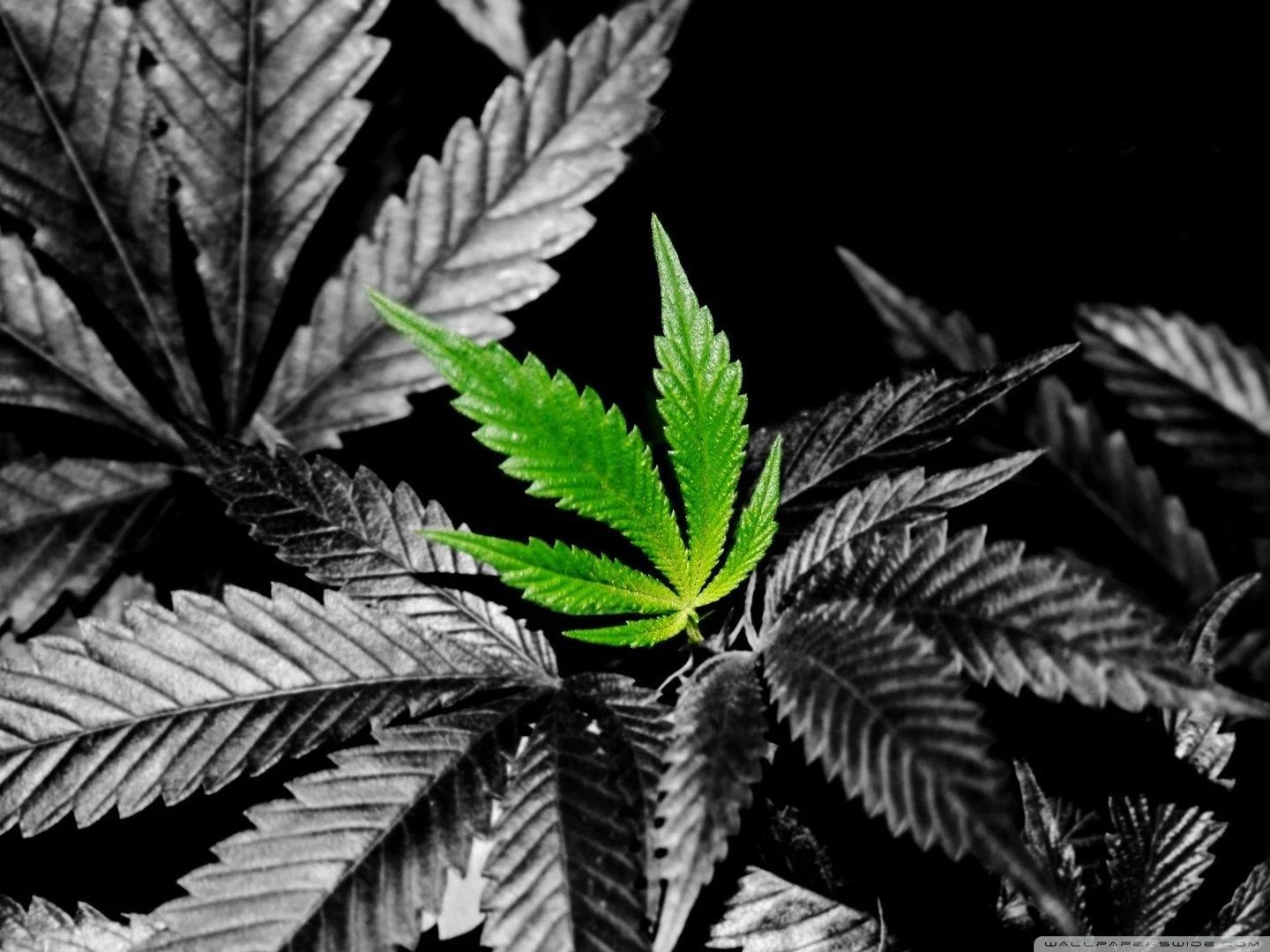 Weed Wallpapers HD Wallpaper Cave