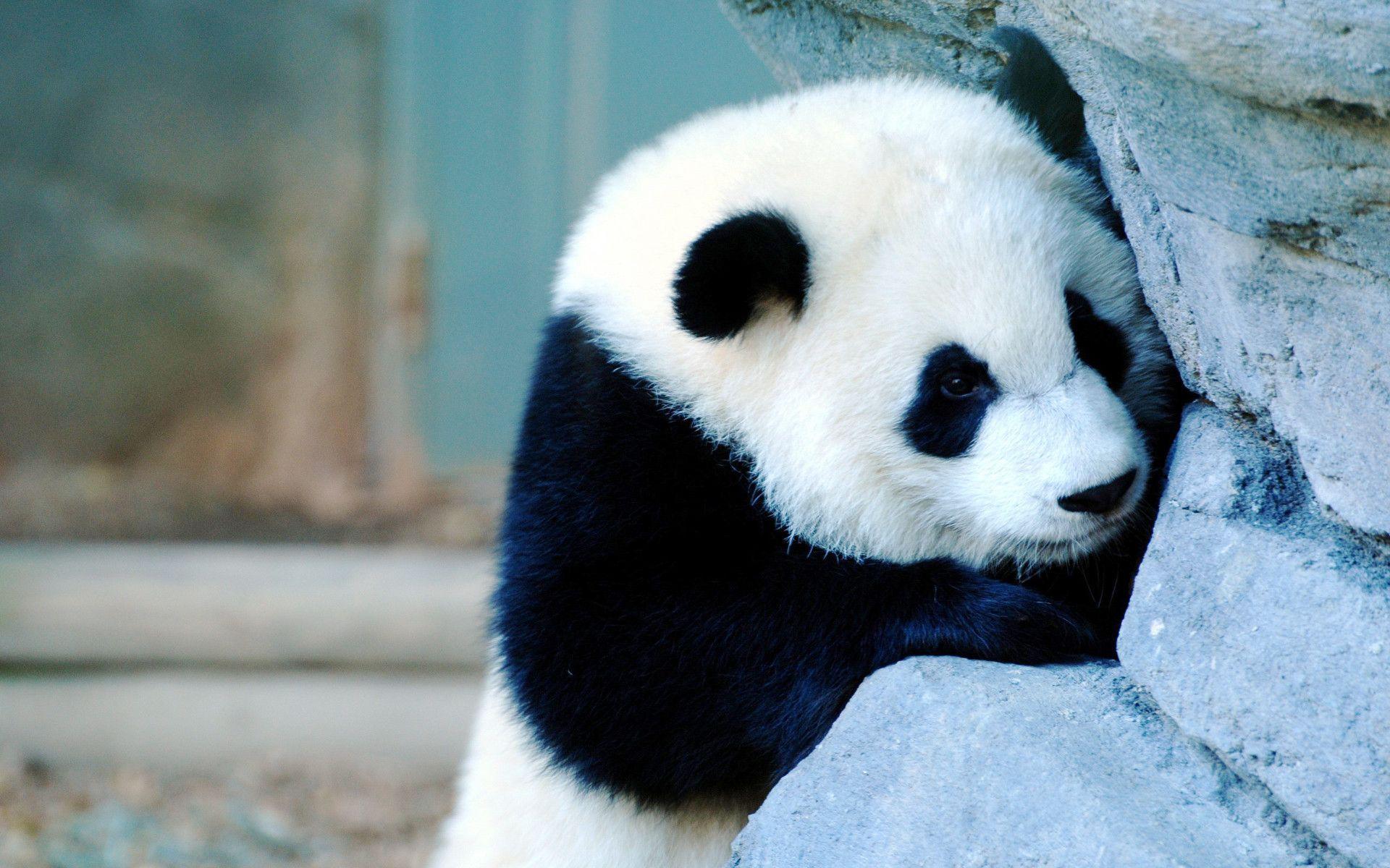 Cute Baby Pandas Wallpapers Wallpaper Cave