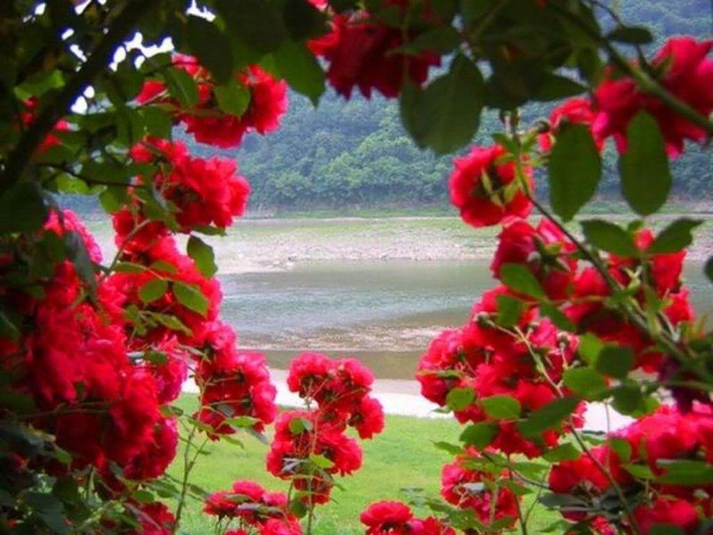 Wallpapers HD Nature Flower Rose Wallpaper Cave