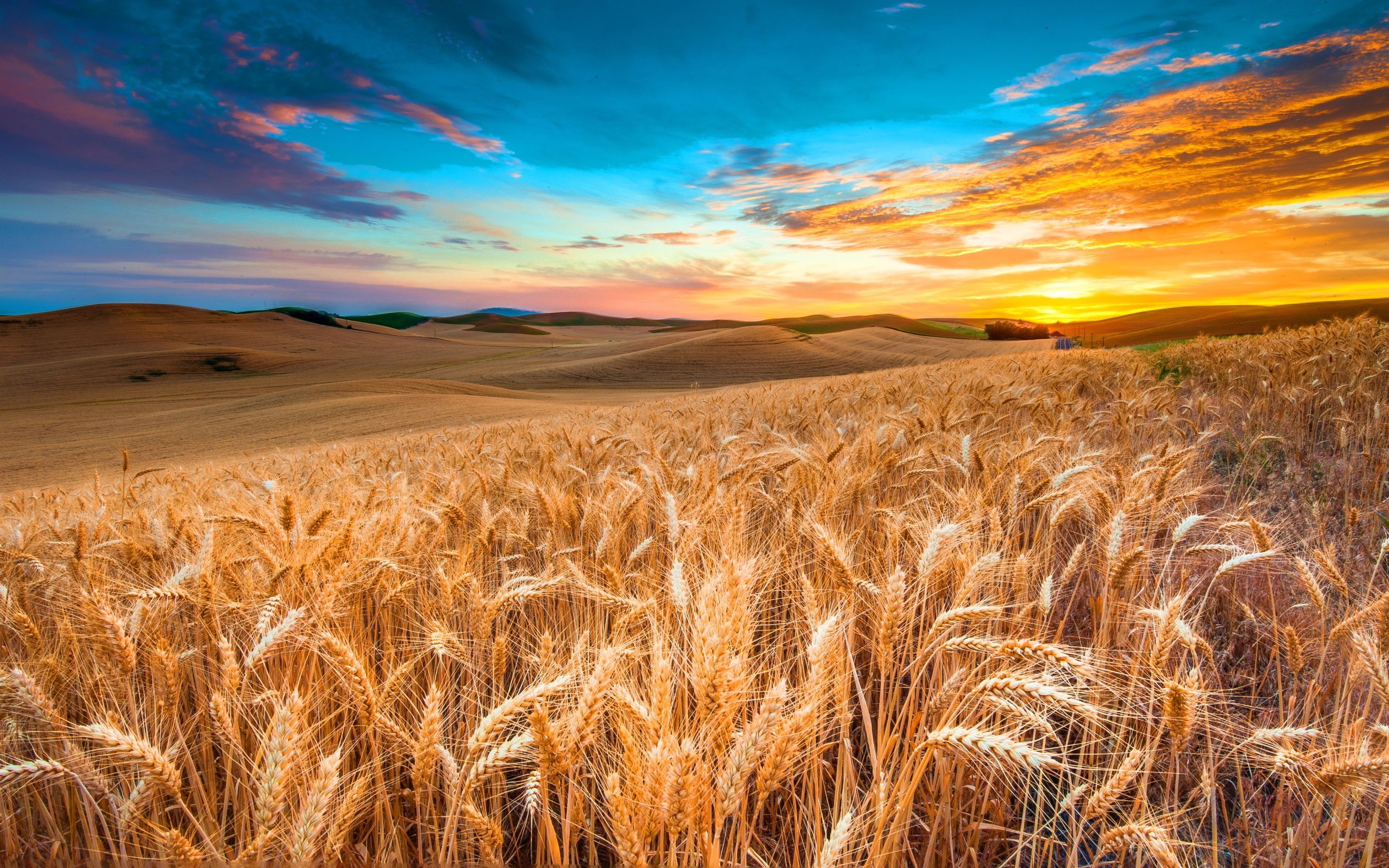 Corn Wallpapers Wallpaper Cave