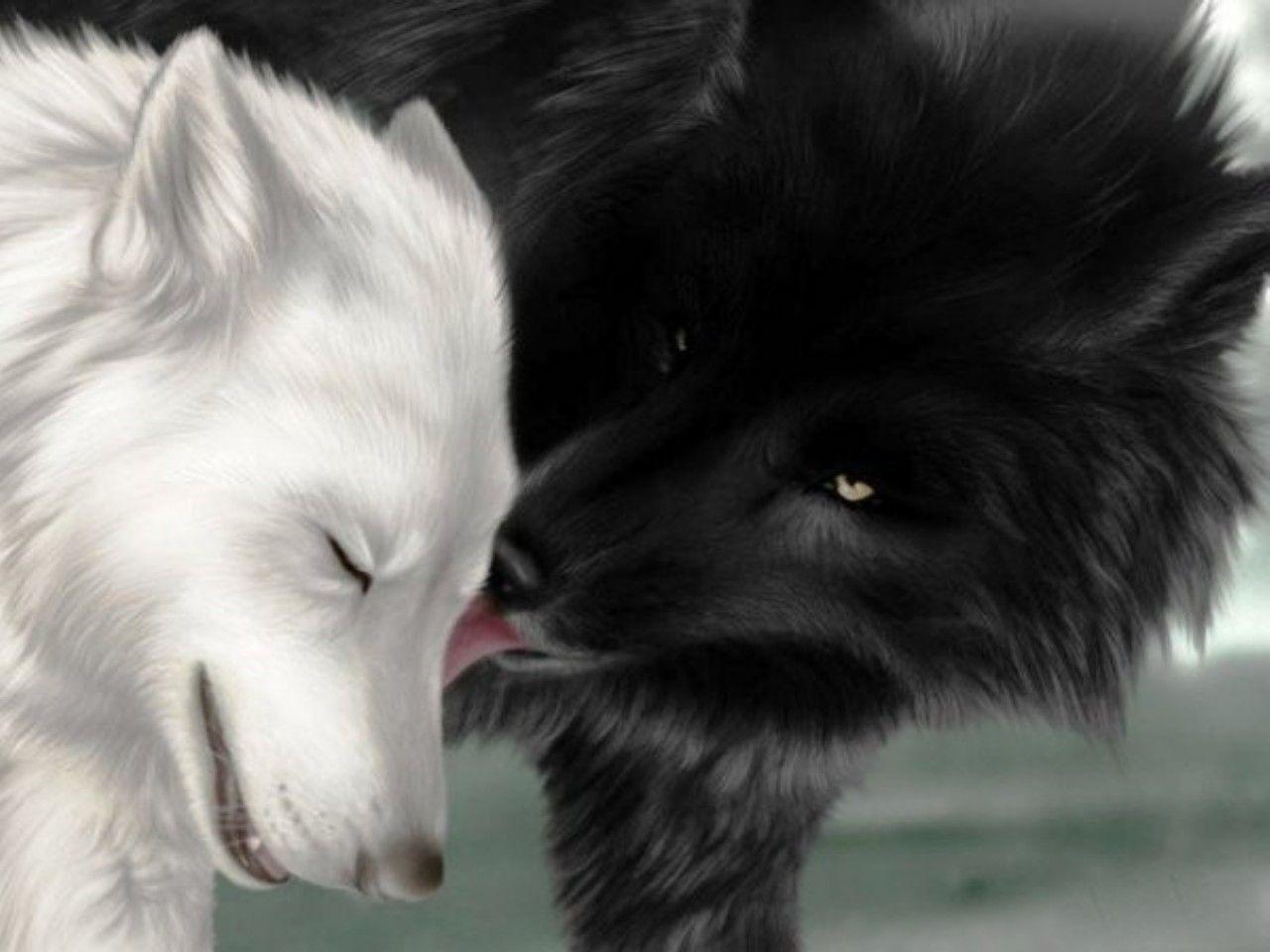 Black Wolf Wallpapers HD Wallpaper Cave