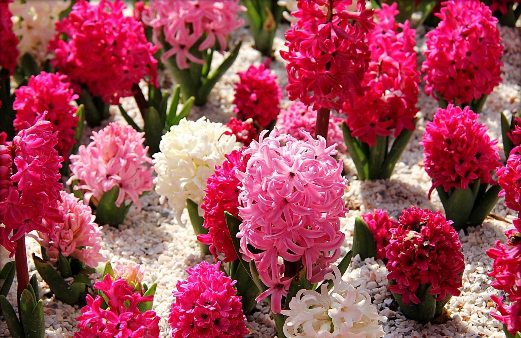 Hyacinth Flower Wallpapers Wallpaper Cave