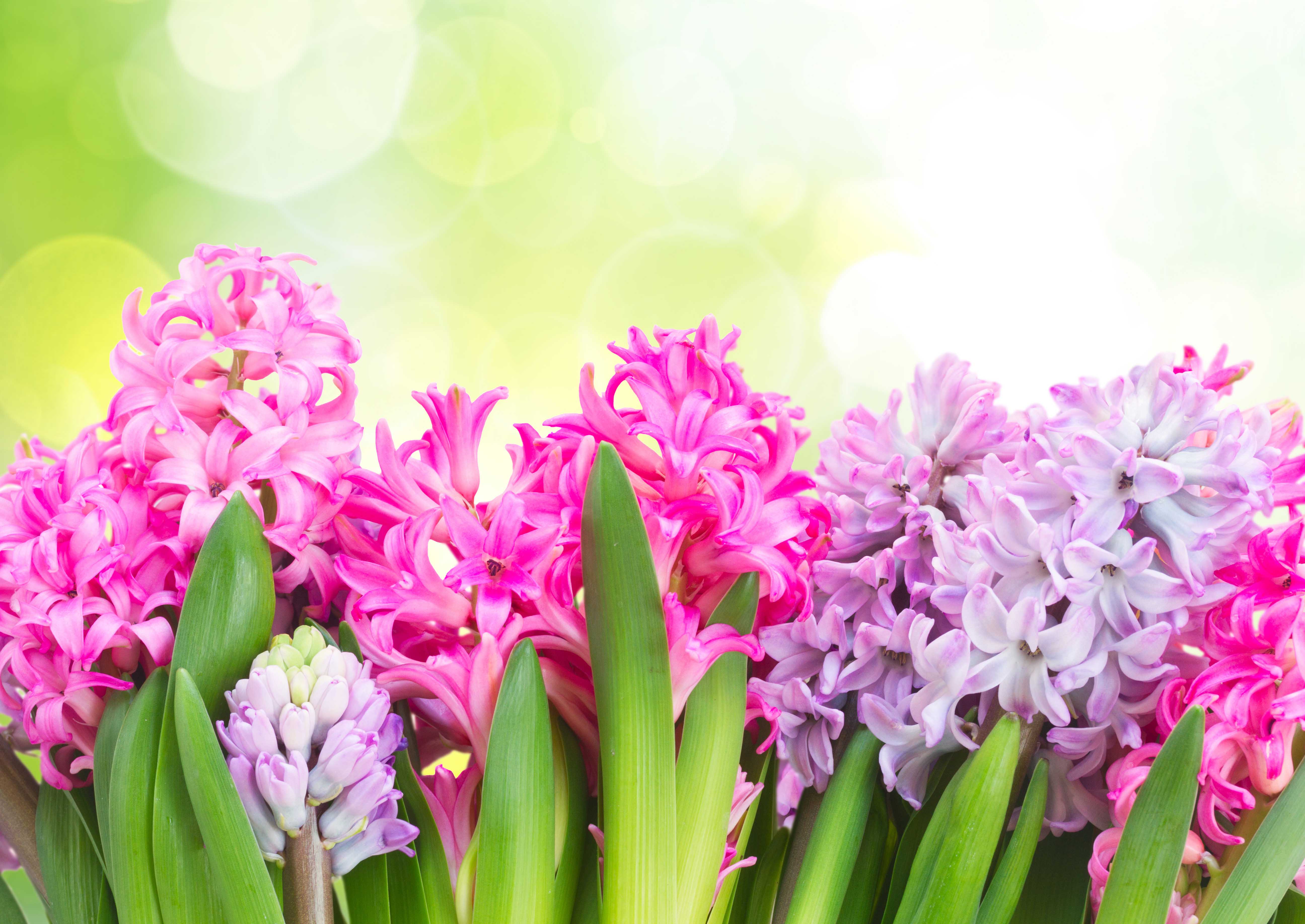 Hyacinth Flower Wallpapers Wallpaper Cave