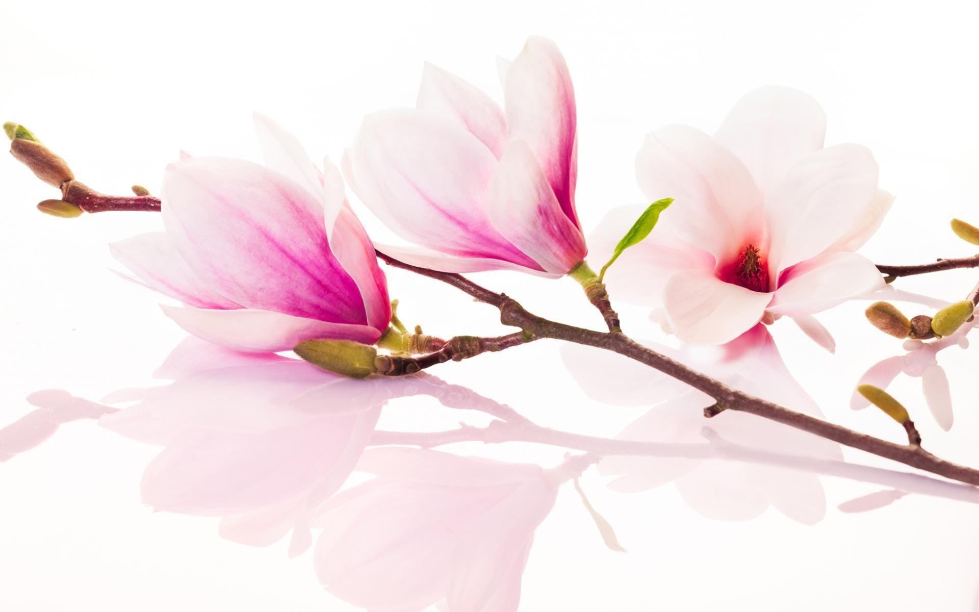 Magnolia Wallpapers Wallpaper Cave