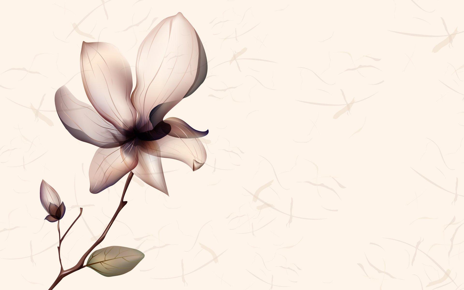 Magnolia Wallpapers Wallpaper Cave