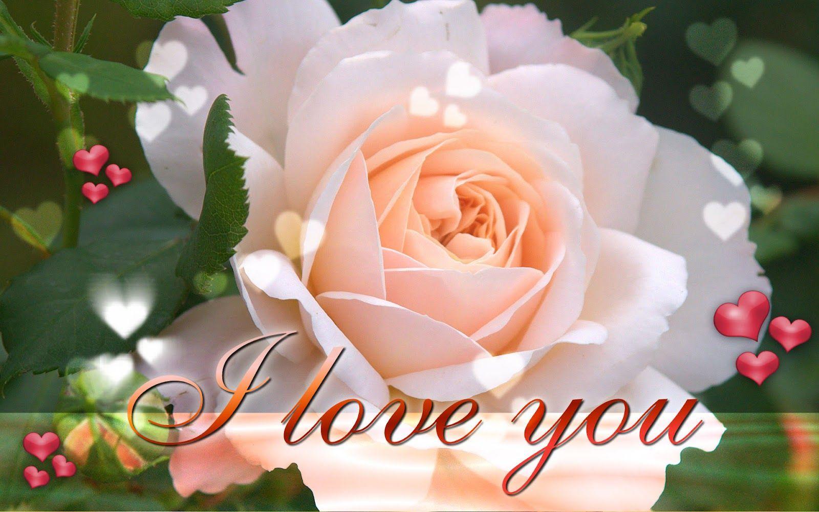 Love Rose Flower Wallpapers Wallpaper Cave