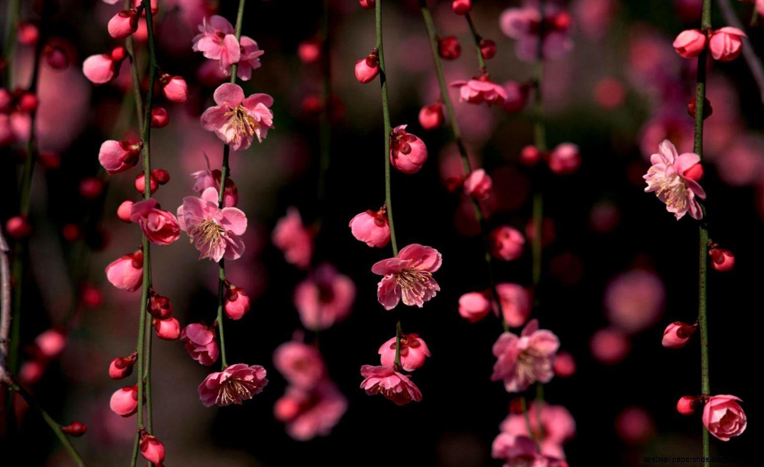 Desktop Wallpapers Hd 3D Full Screen Flowers - Wallpaper Cave