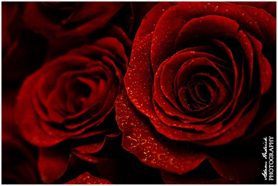 Desktop Wallpapers HD 3D Full Screen Flowers Wallpaper Cave