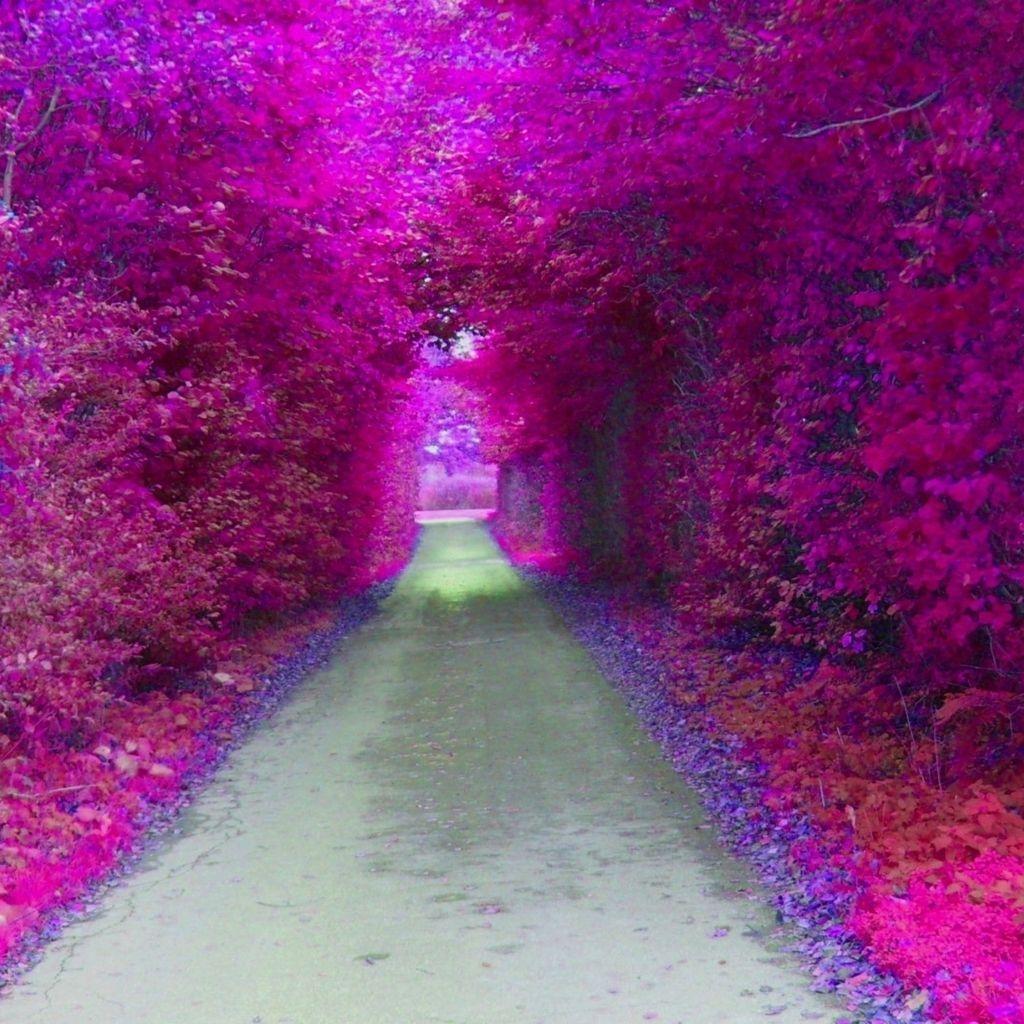 Love Nature Wallpapers HD Wallpaper Cave