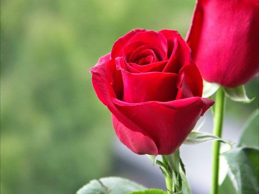 Red Rose Love Wallpapers HD Wallpaper Cave