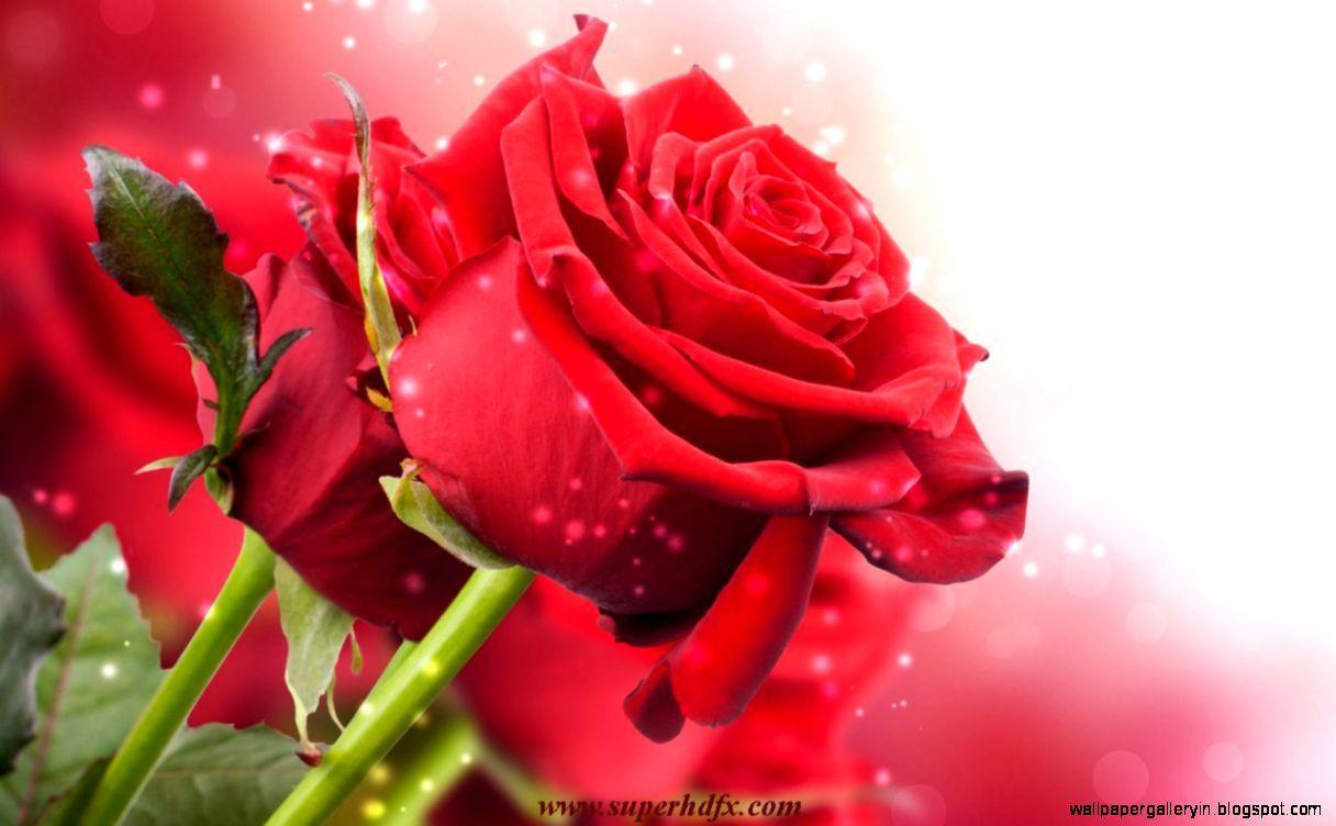 Red Rose Love Wallpapers HD Wallpaper Cave
