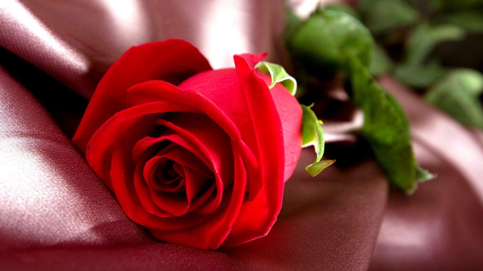Red Rose Love Wallpapers HD Wallpaper Cave