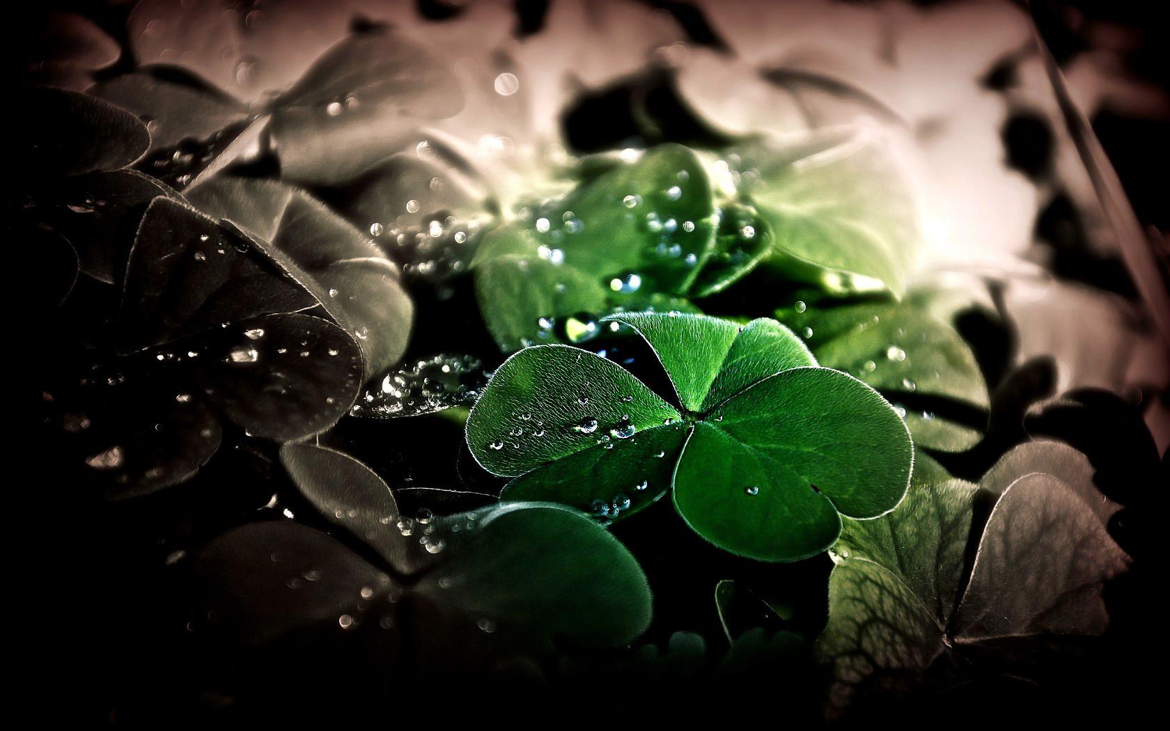 Lucky Wallpapers Wallpaper Cave